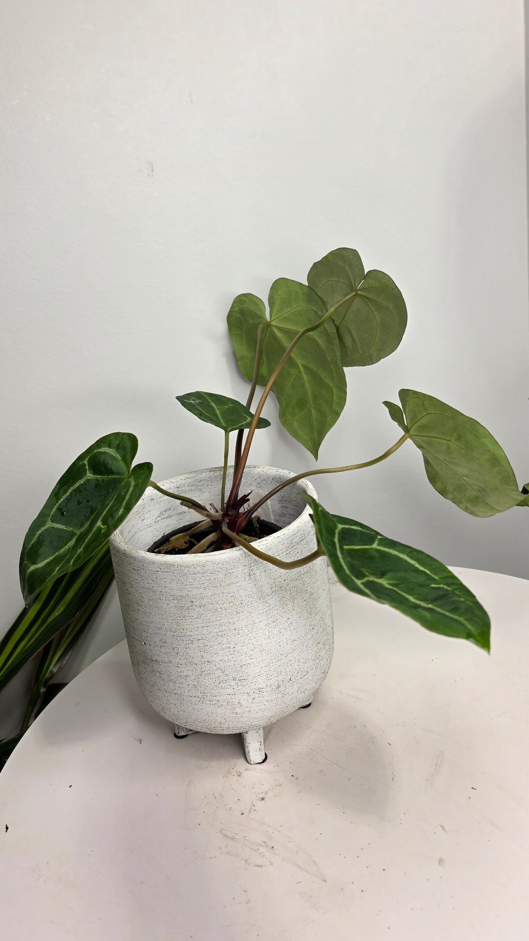 Anthurium Black Velvet B