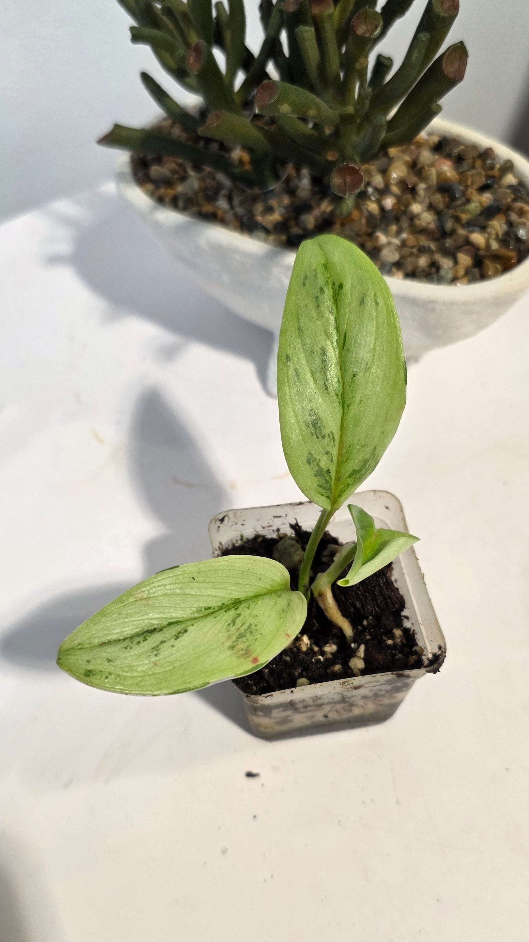 Scindapsus Treubii Superstar "C"