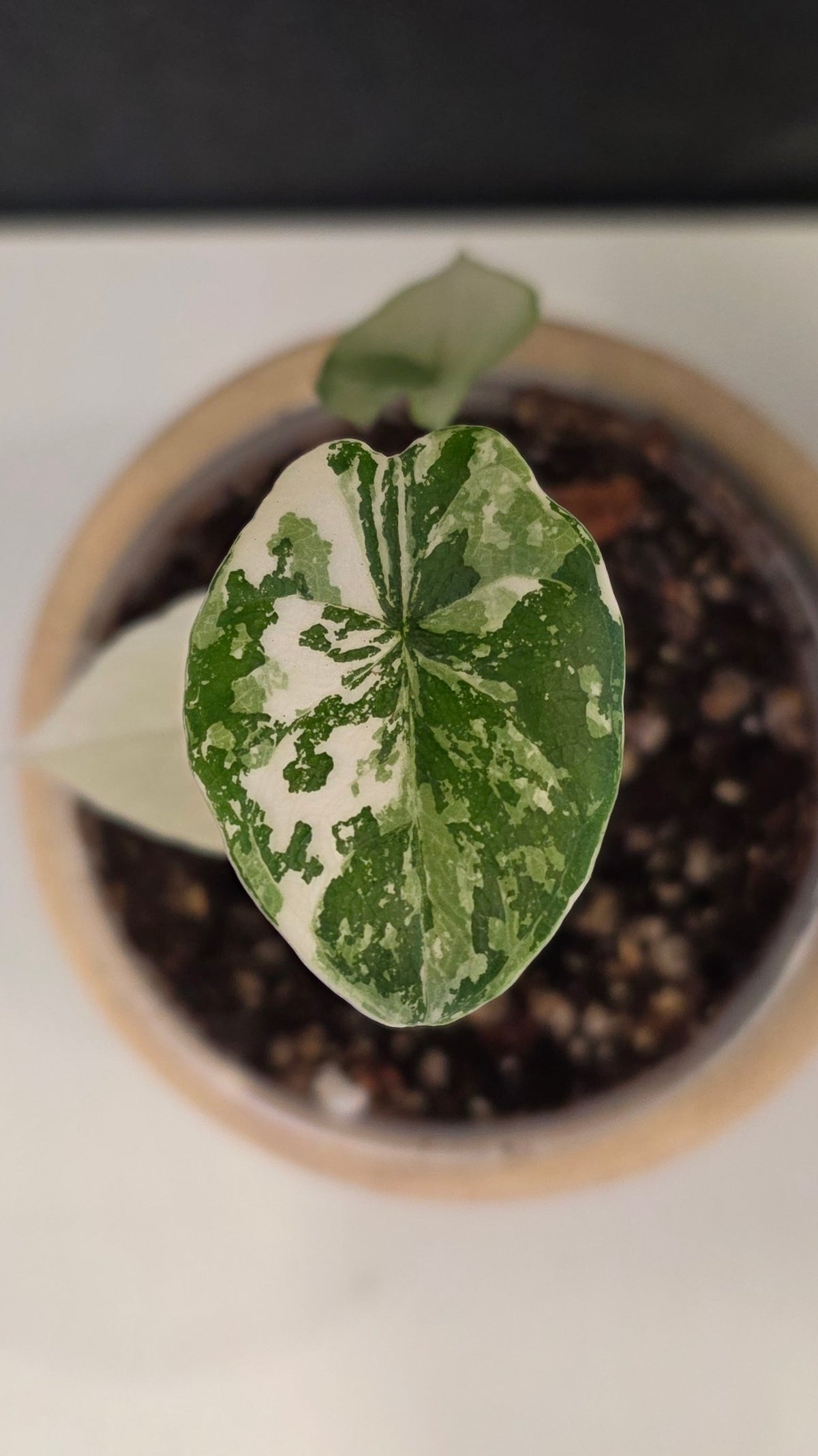 Alocasia Melo Albo G