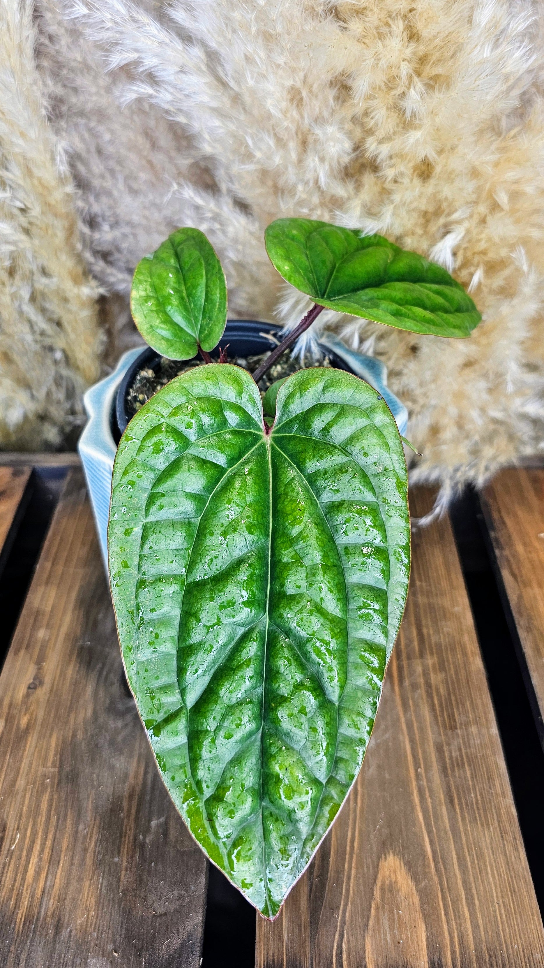 Anthurium Radicans x Luxurians