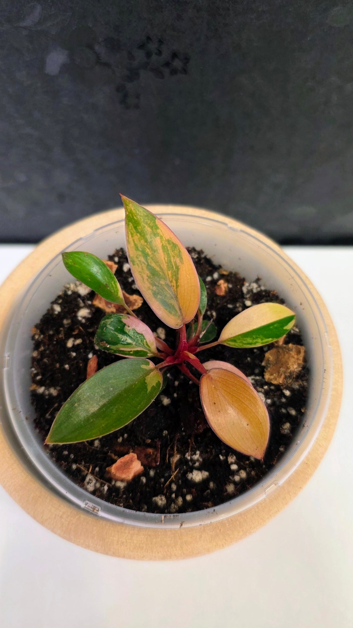Philodendron Red Congo Variegated A