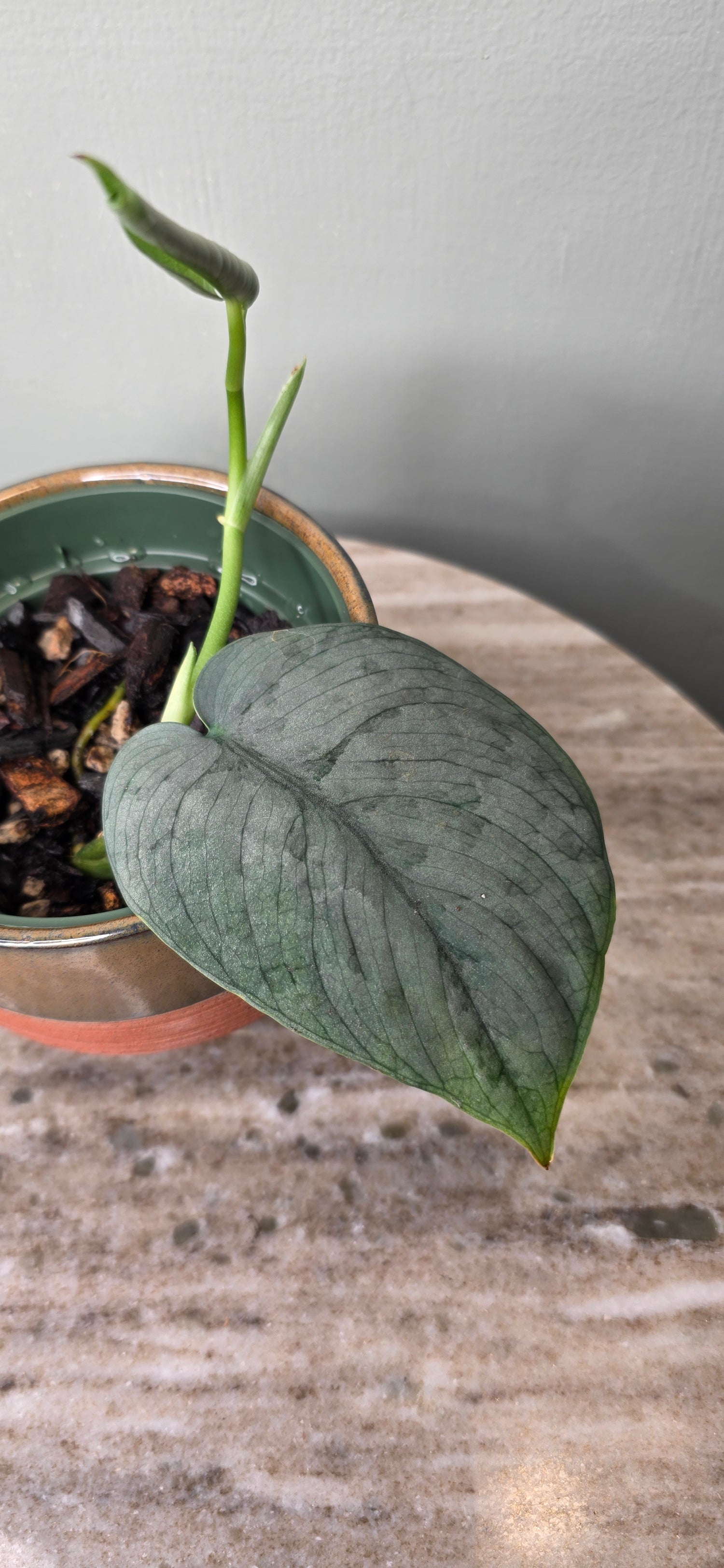 Scindapsus silver hero