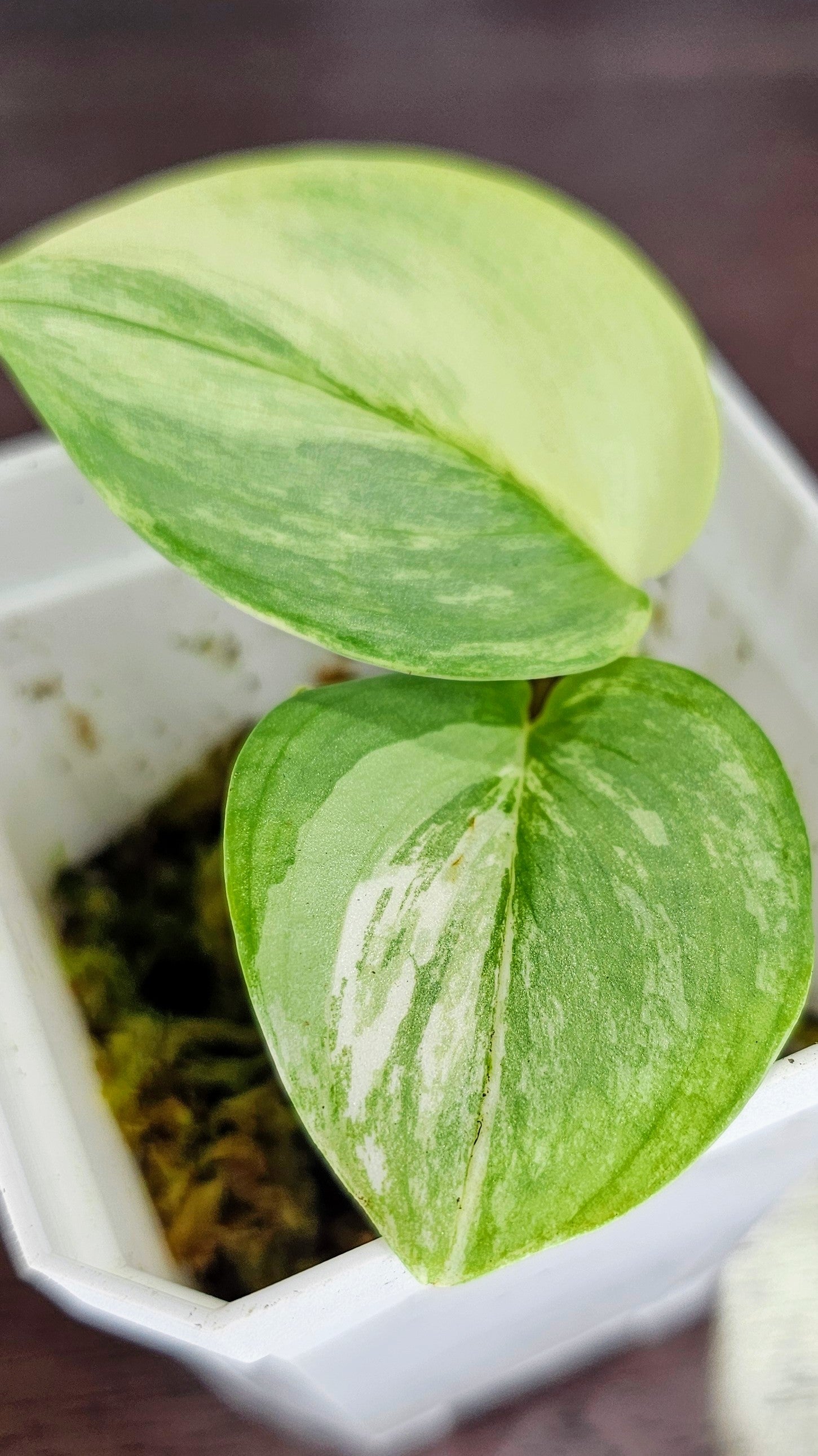 Scindapsus Rubicon Variegated