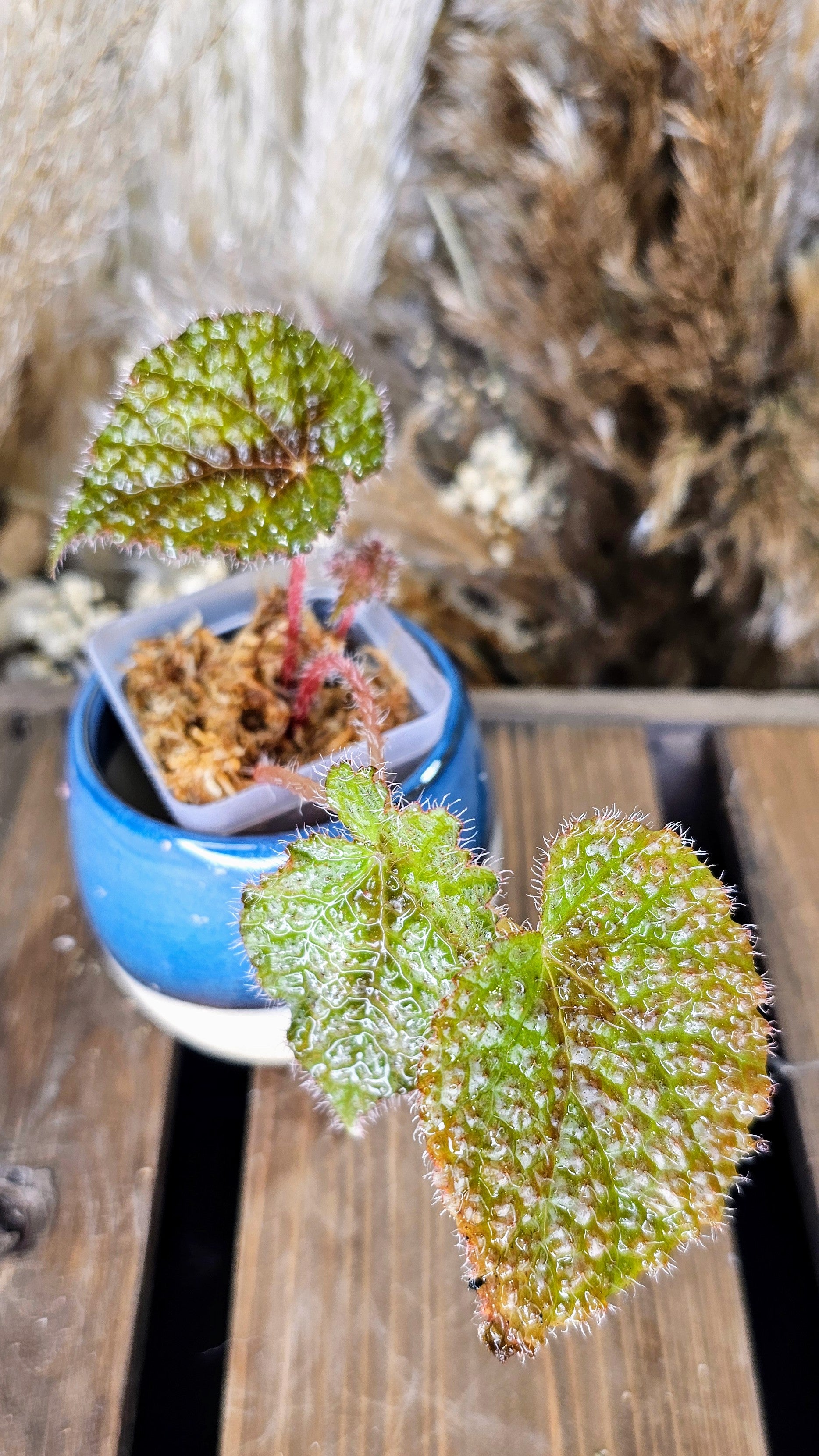 Begonia Iron Cross 2"