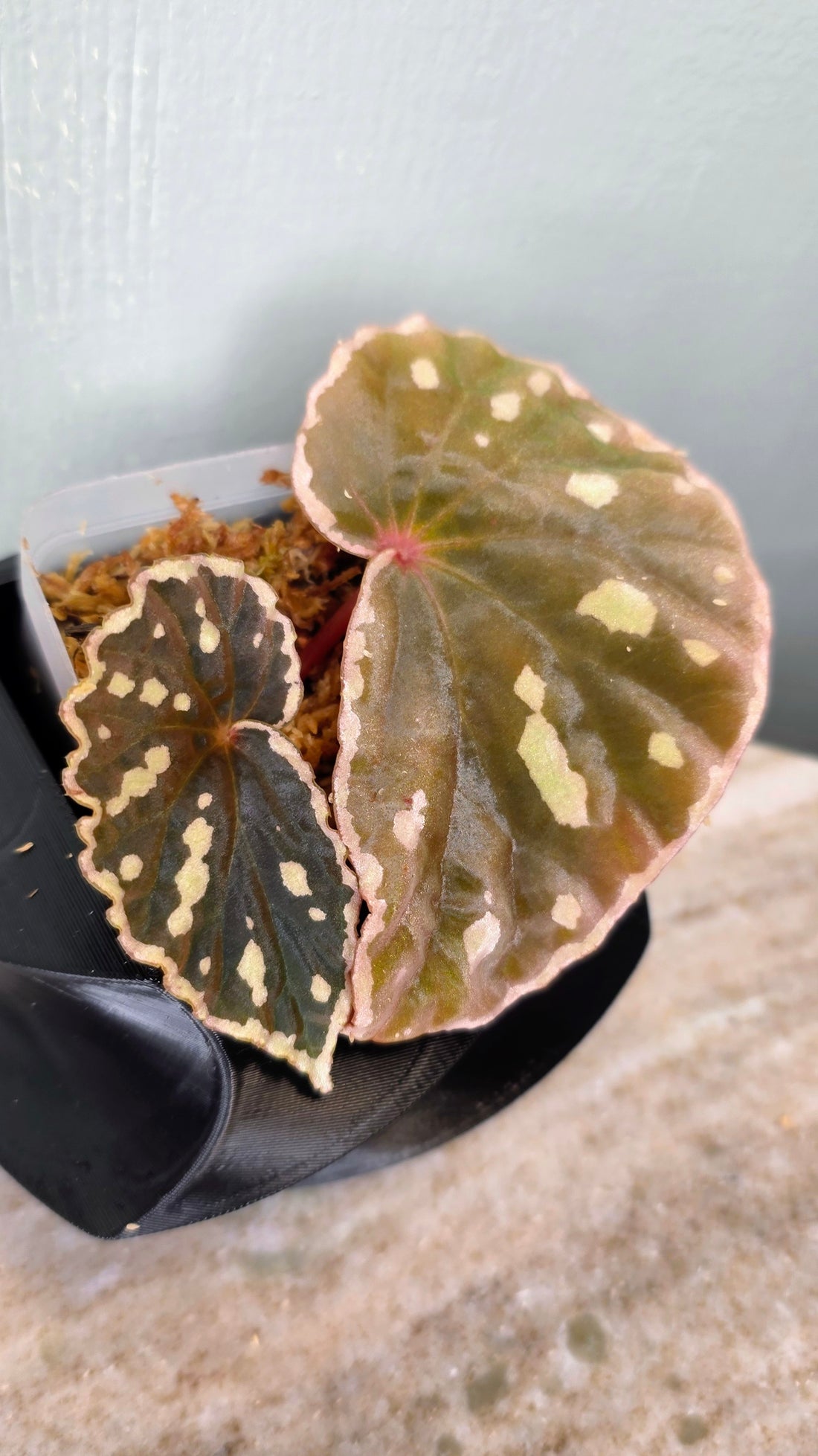 Begonia sp. Sarawaku