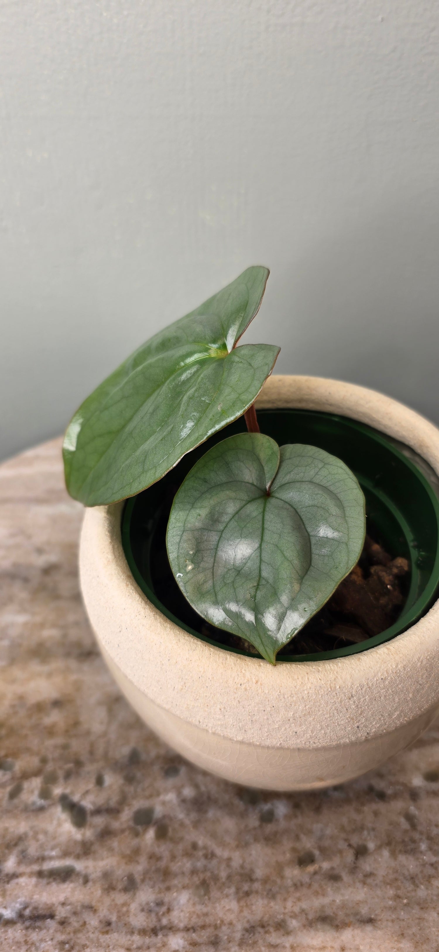 Anthurium sp Silver Peru B