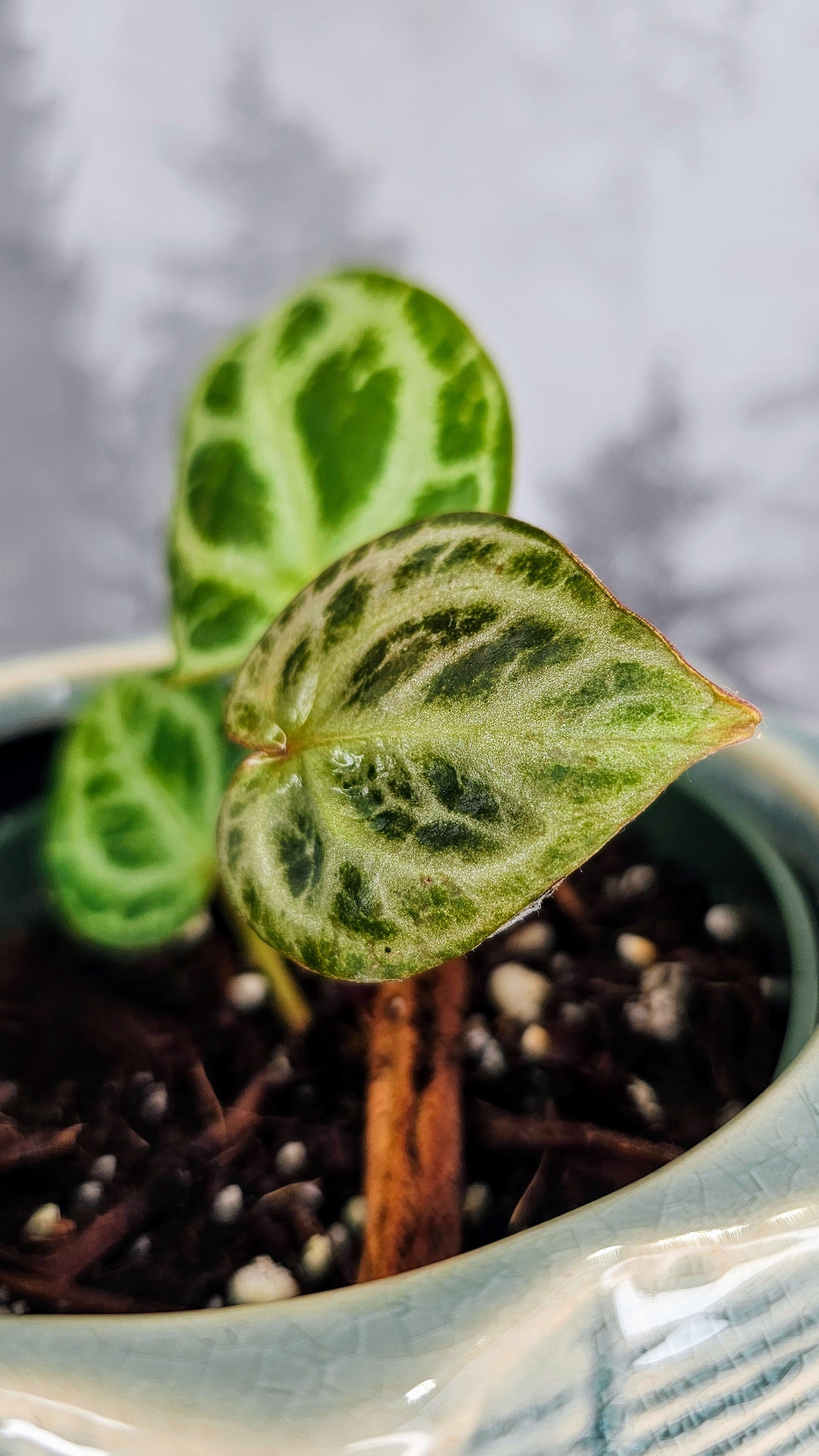 Anthurium HU King of Spades x Red Crystal (WA 07)
