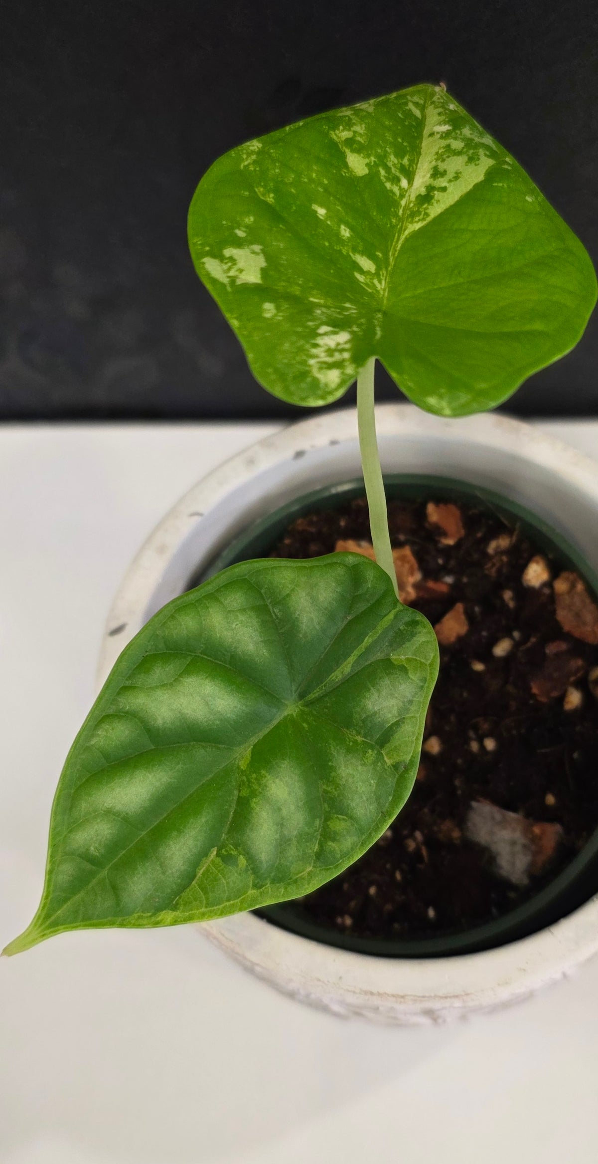 Alocasia Silver Dragon Tri-color B