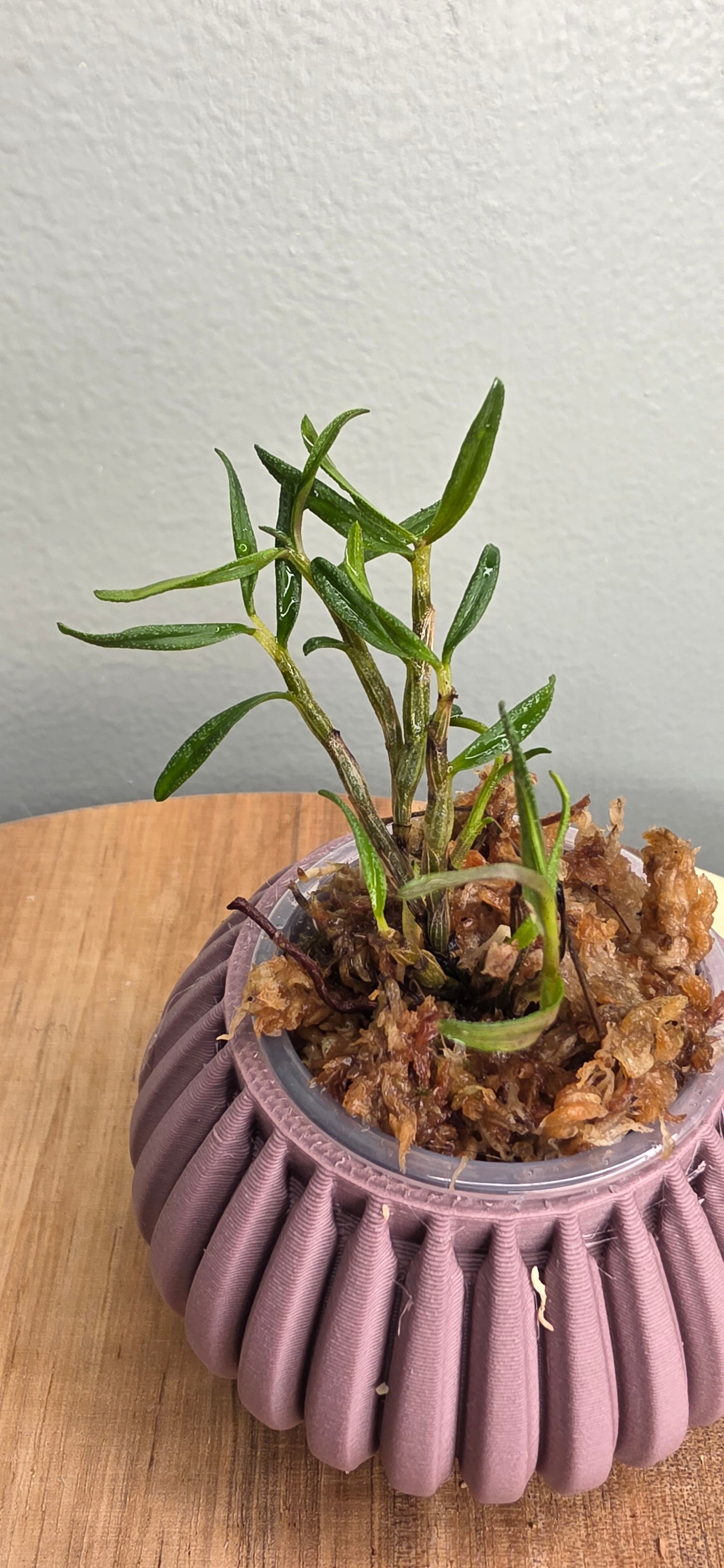 Dendrobium cuthbertsonii var agathodaemonis