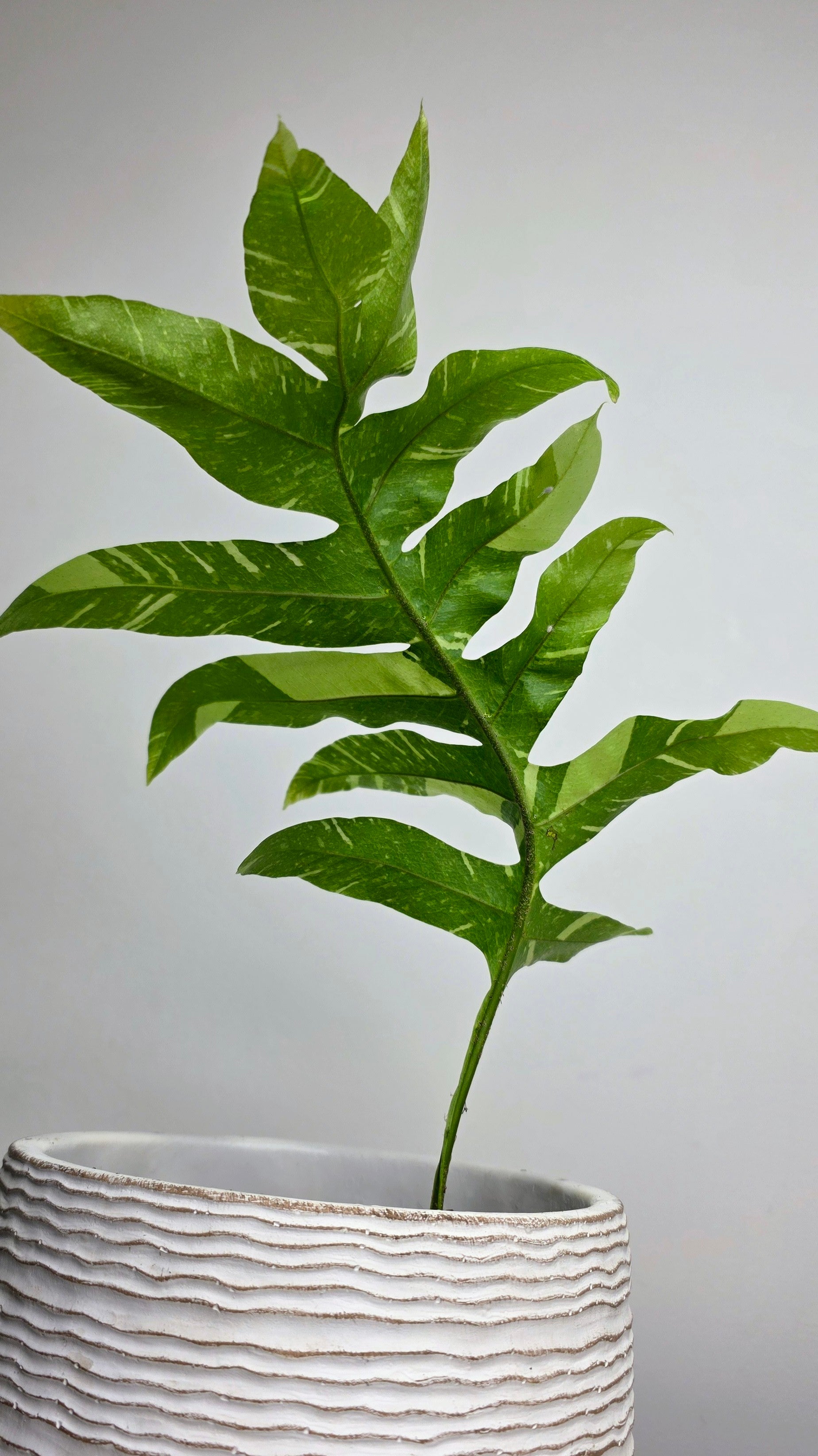 Drynaria quercifolia variegated (Oak Leaf Fern Variegated) A