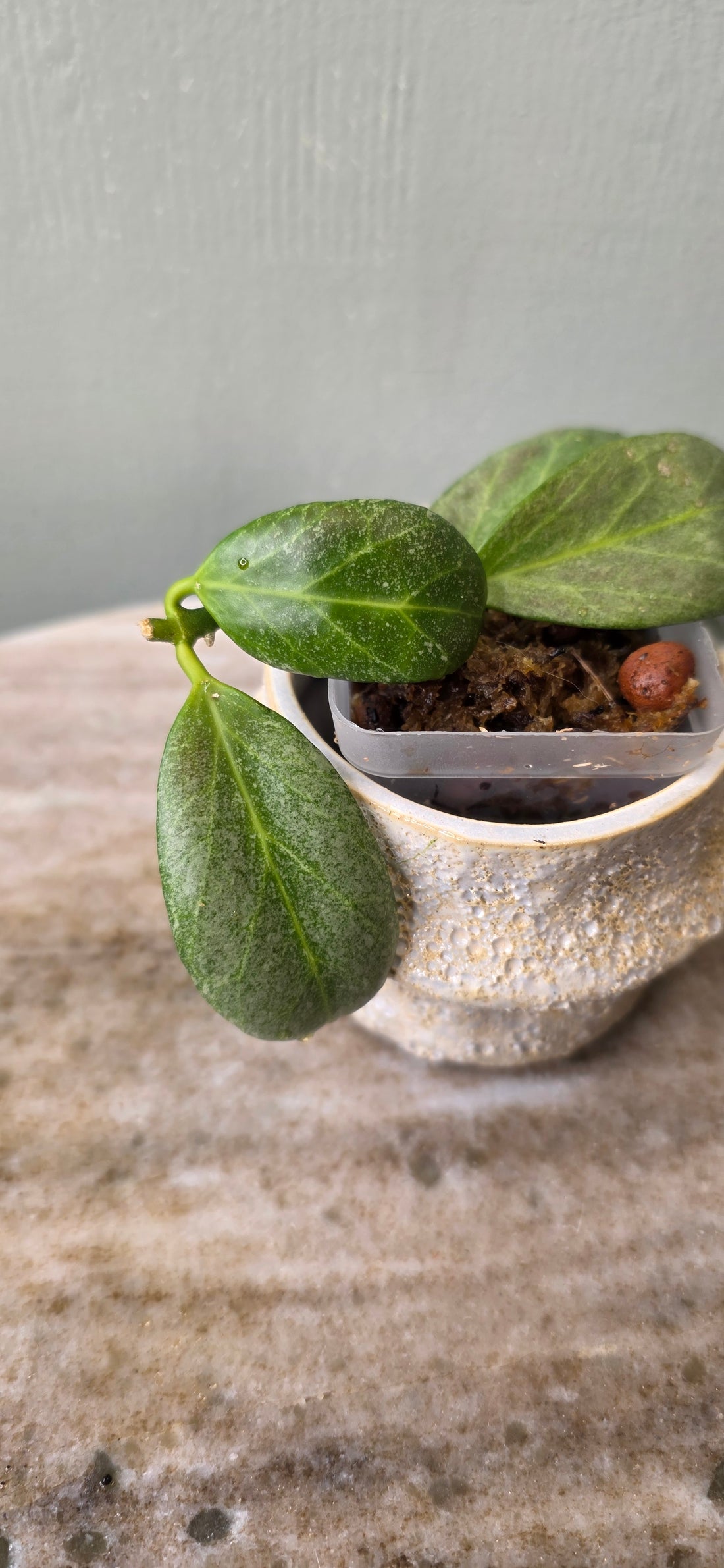 Hoya Obscura Silver C