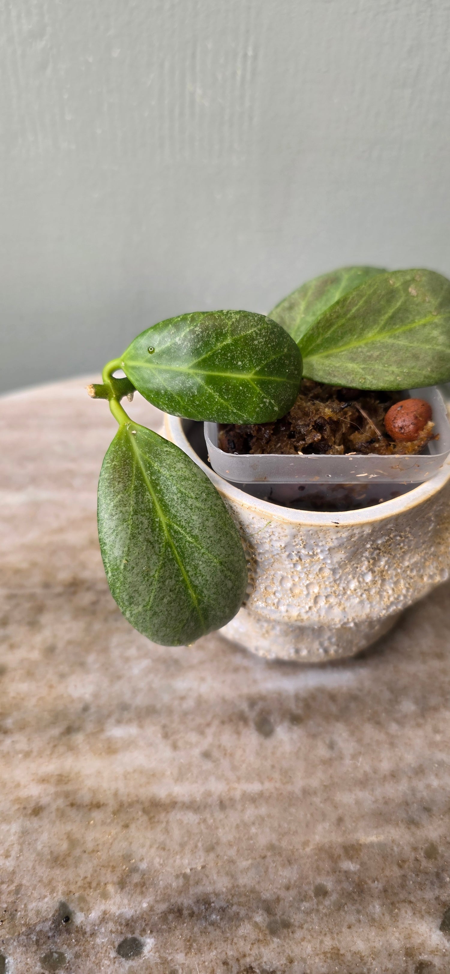 Hoya Obscura Silver C