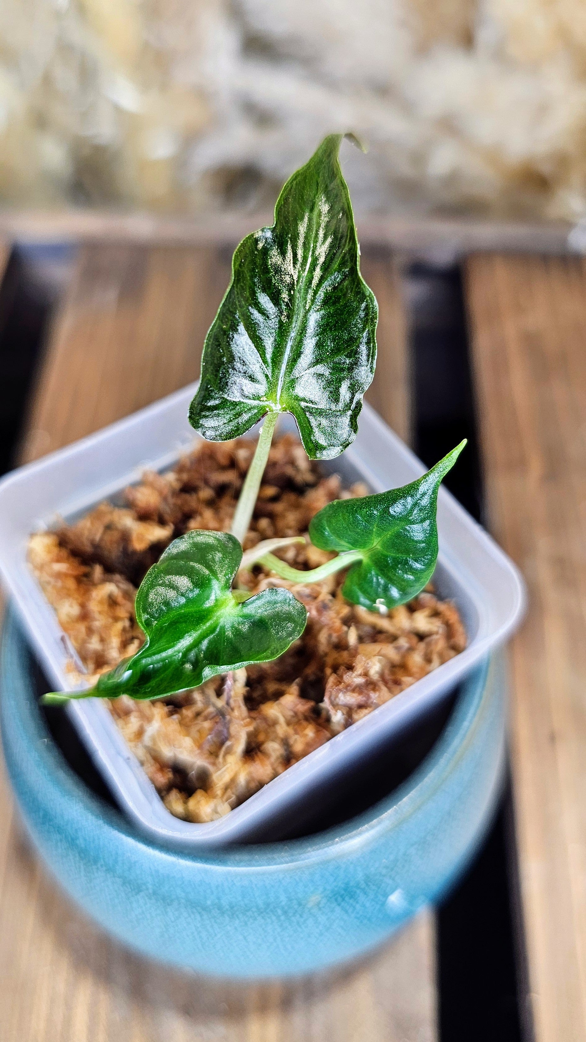 Alocasia loco