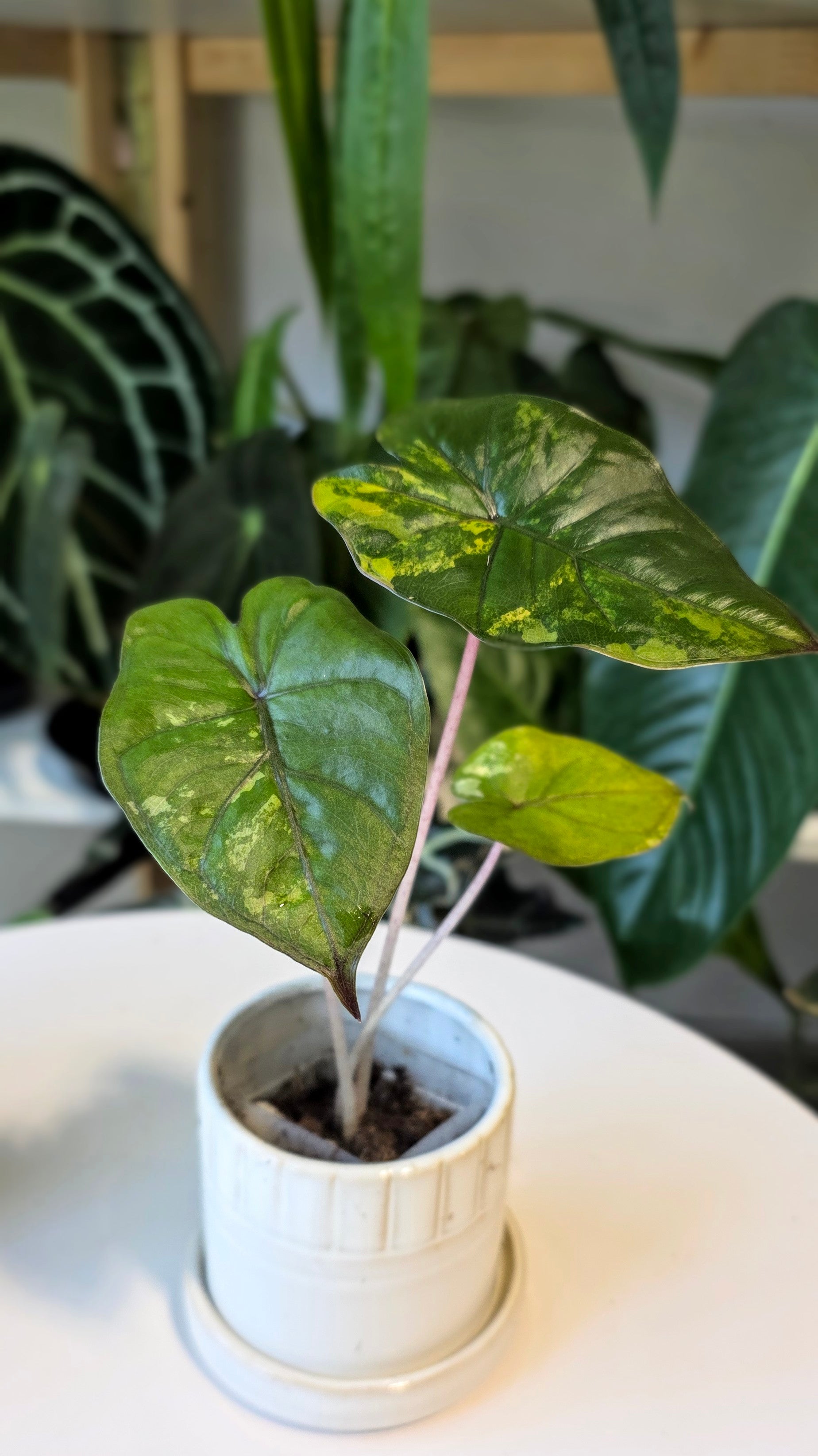 Alocasia Yucatan Princess Variegated (A)