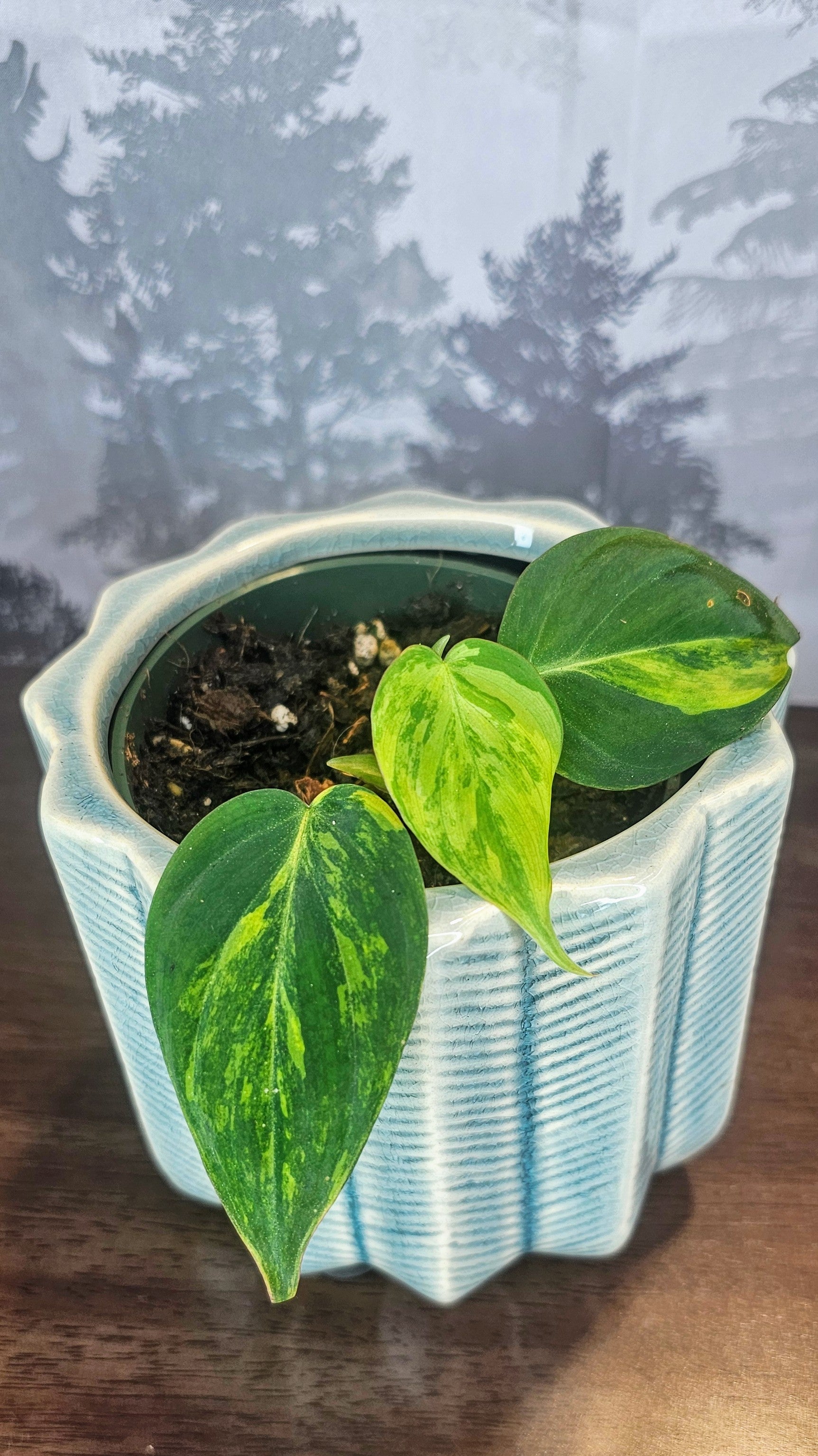 Philodendron Micans Variegated (PH01)