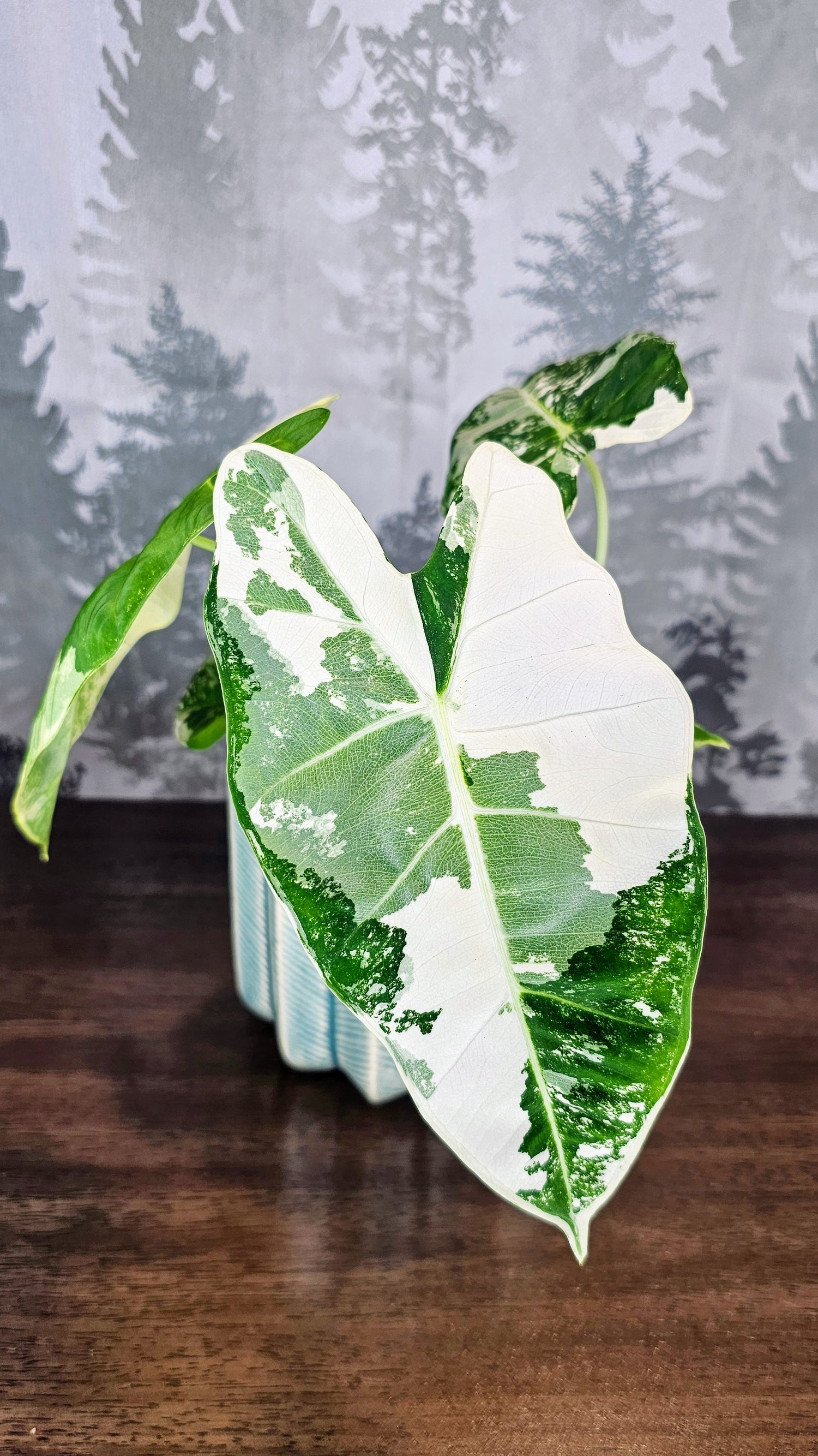 Alocasia Frydek Variegated (Weekly Special)