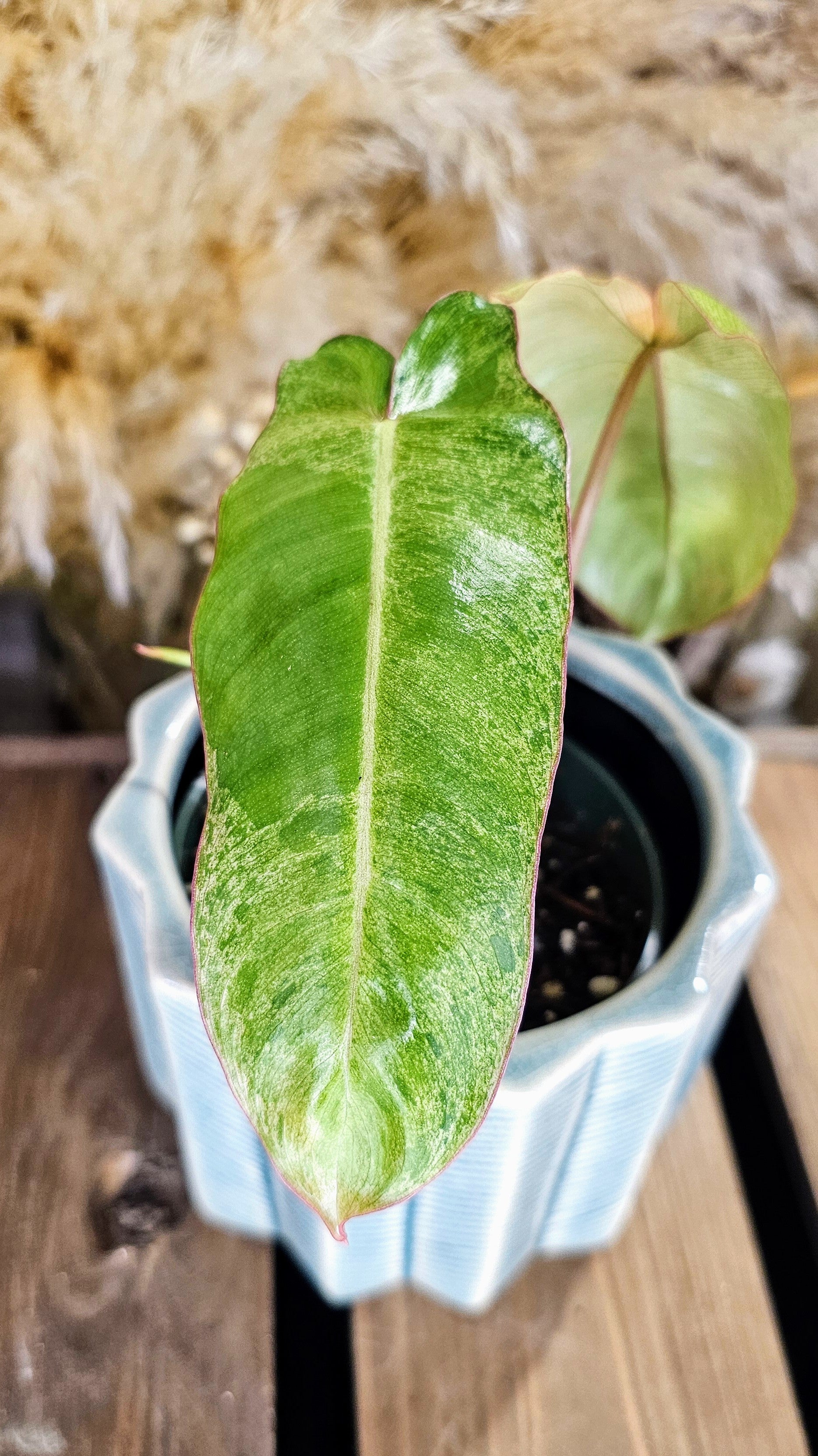 Philodendron Pariso Verde (WOP04)