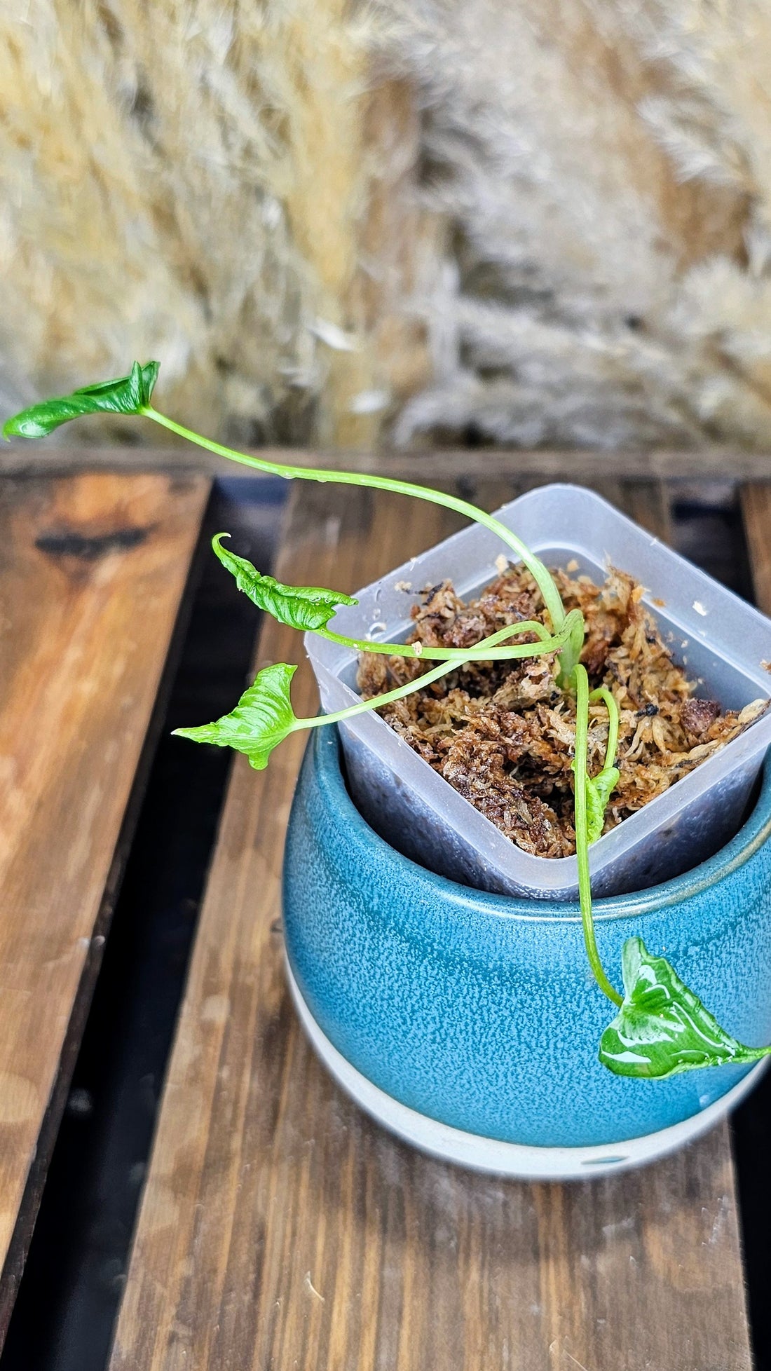 Alocasia triangularis