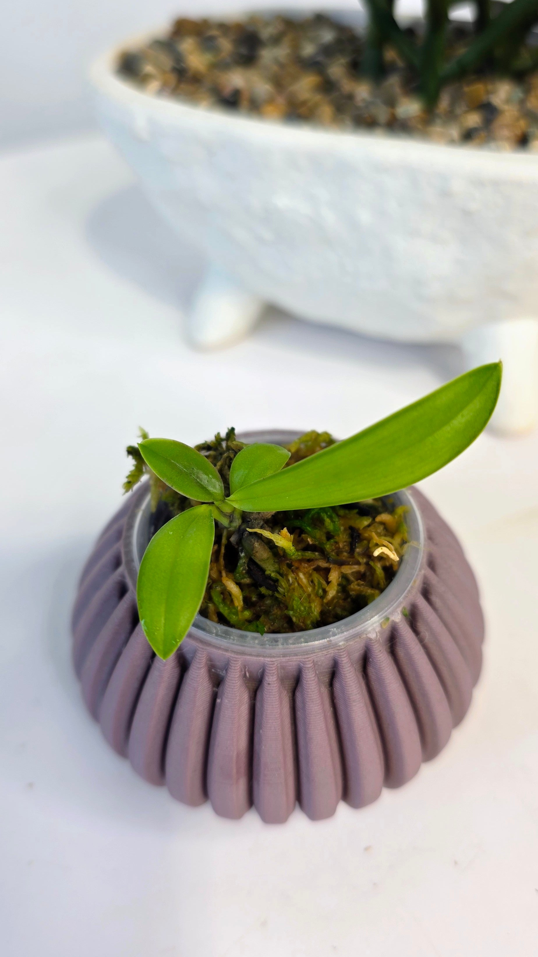 Palaenopsis pulchra
