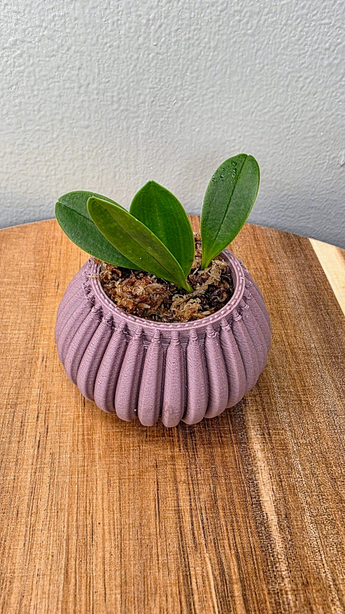 Masdevallia decumana