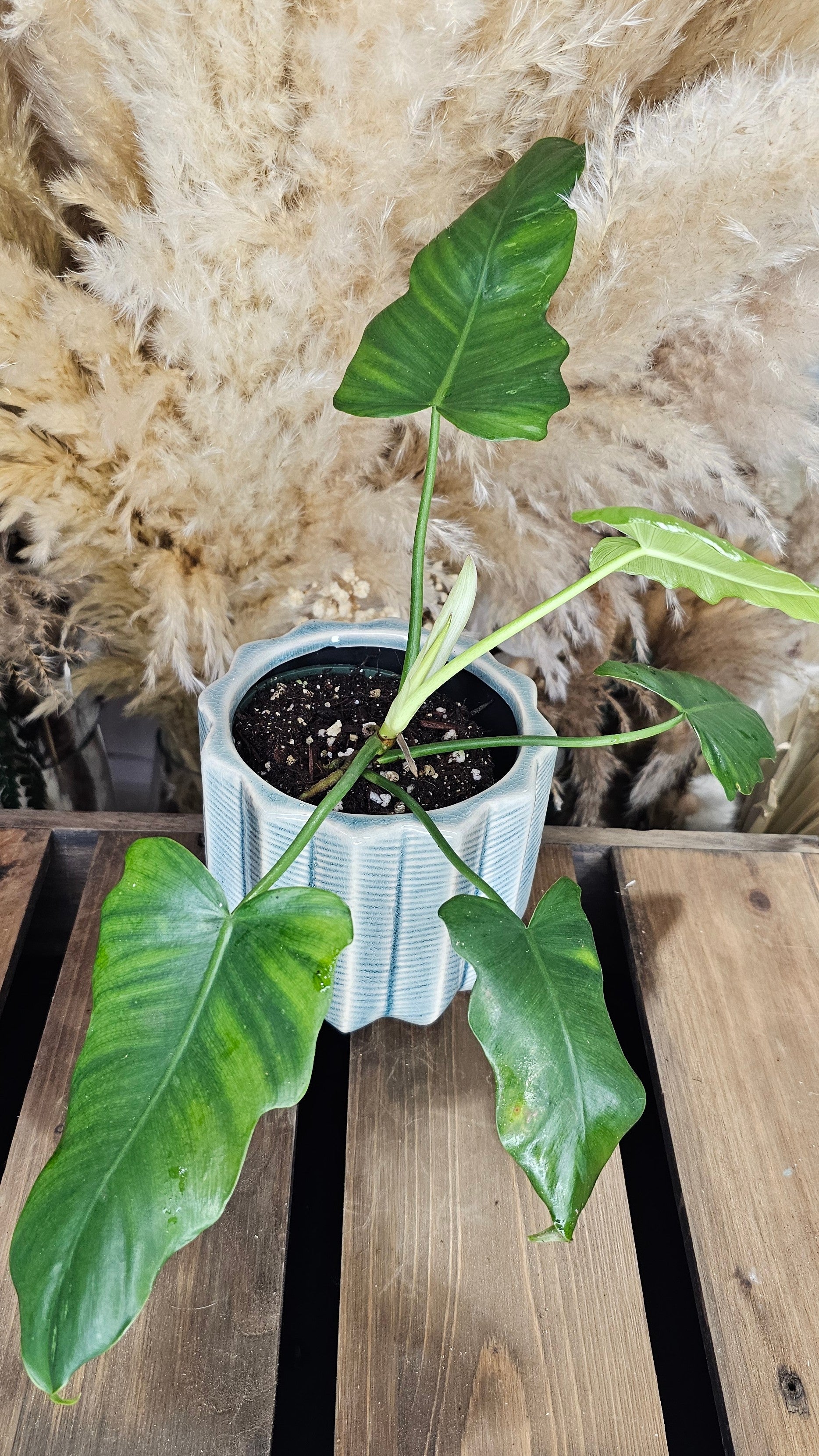 Philodendron Molted Dragon (WOP03)