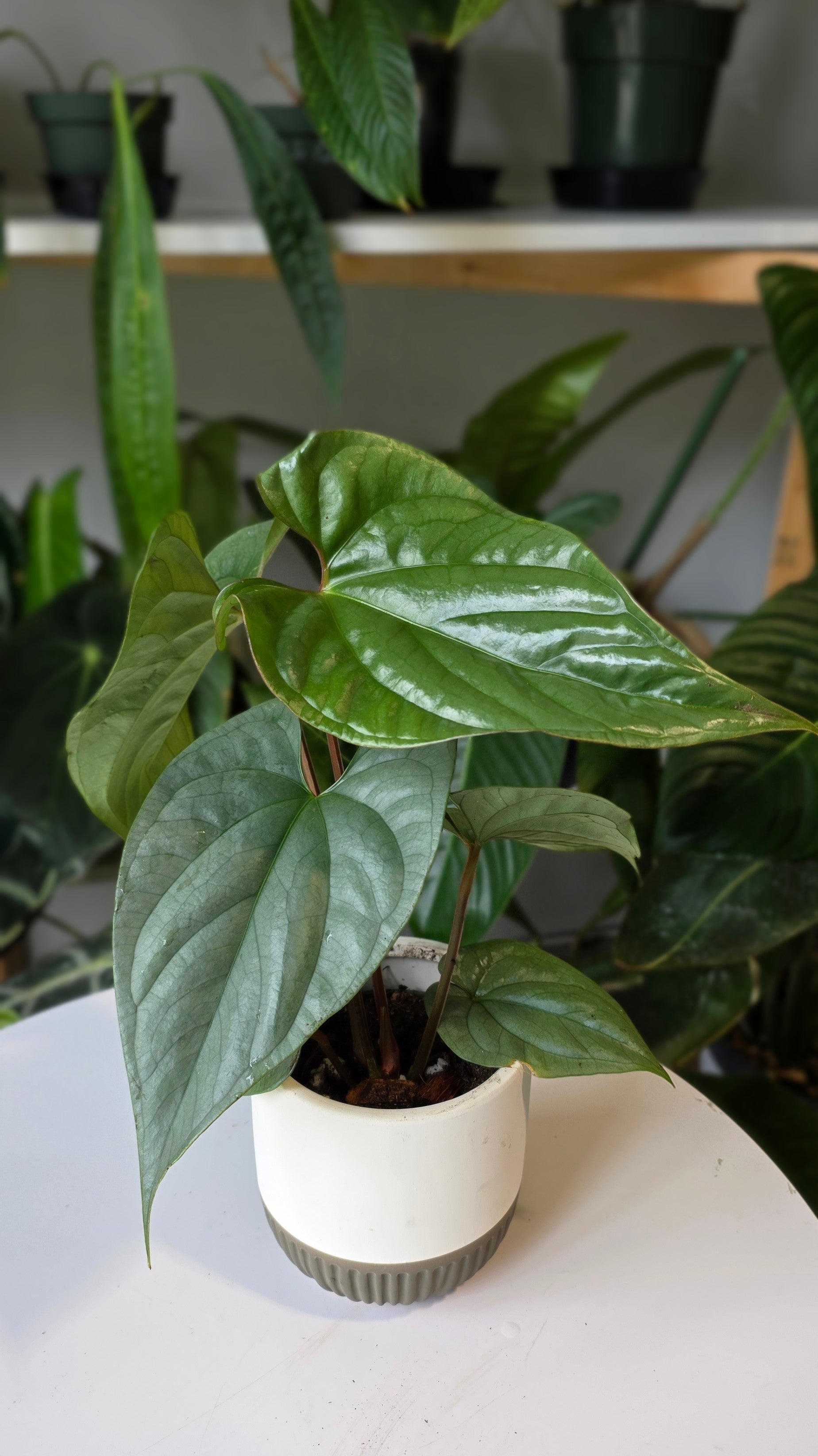 Anthurium sp. Silver Peru (E)