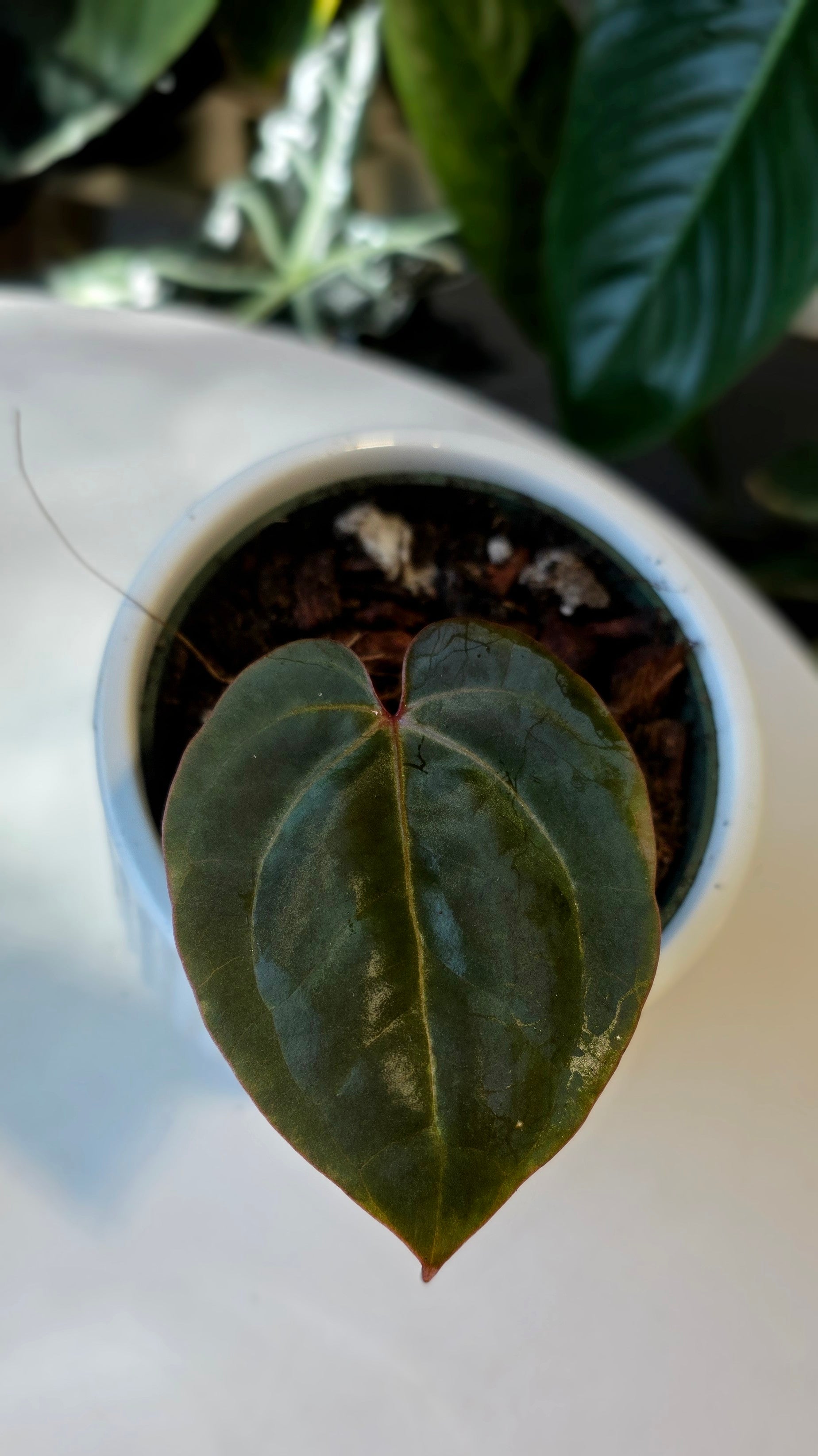 Anthurium Red Crystallinum X Dressleri (A)