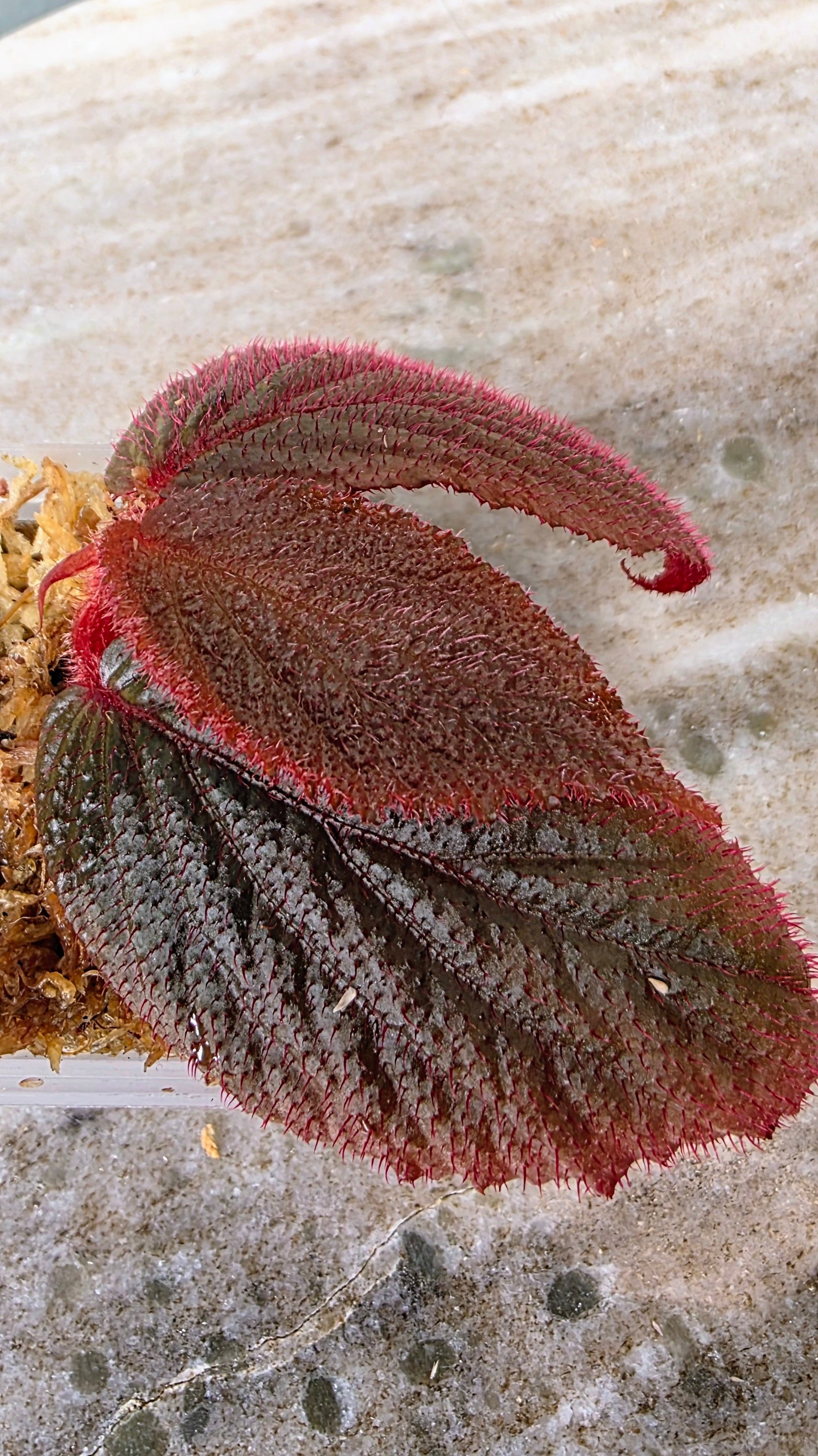 Begonia sp. fuzzy red black