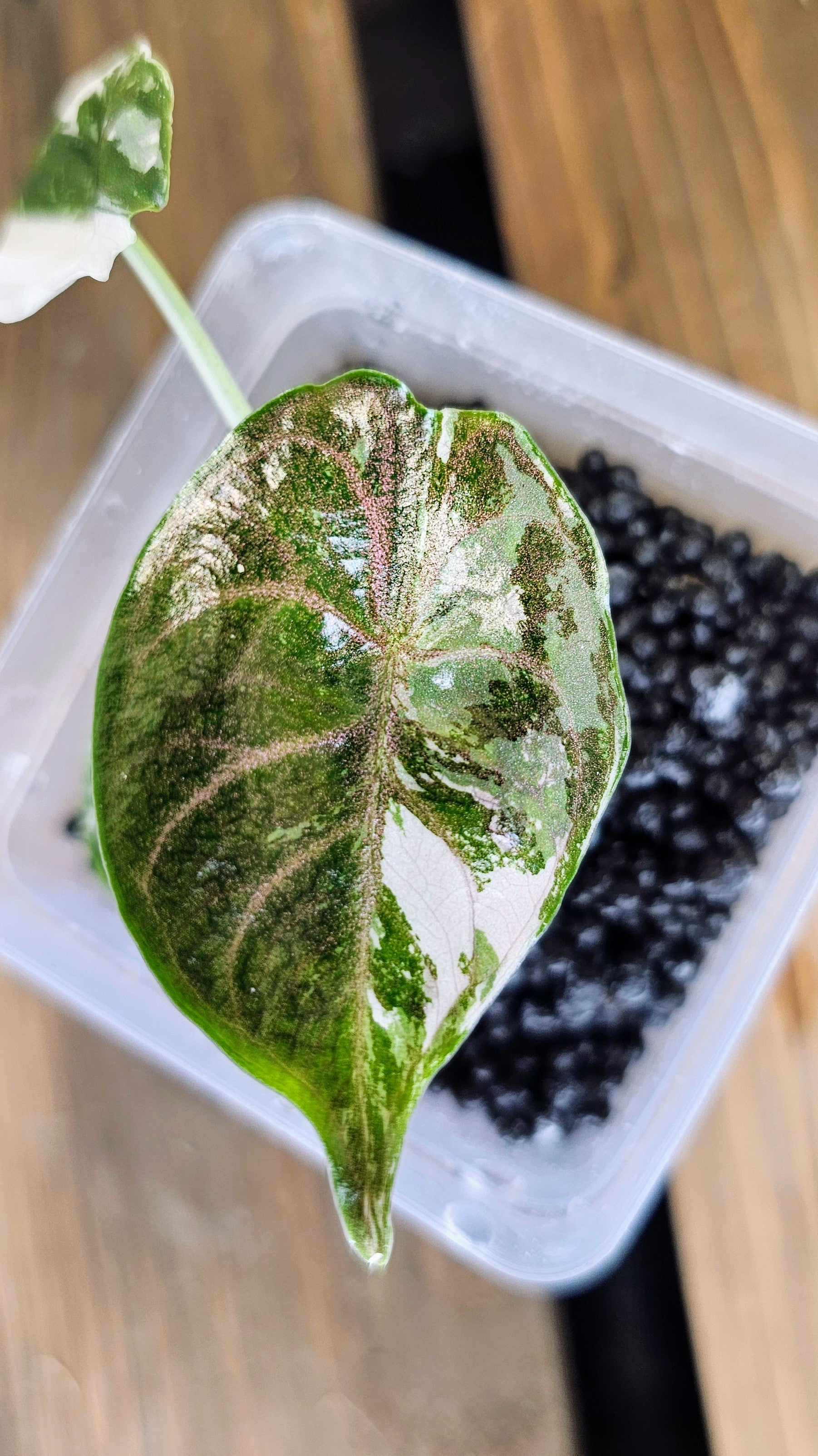Alocasia Azlanii Albo Variegated