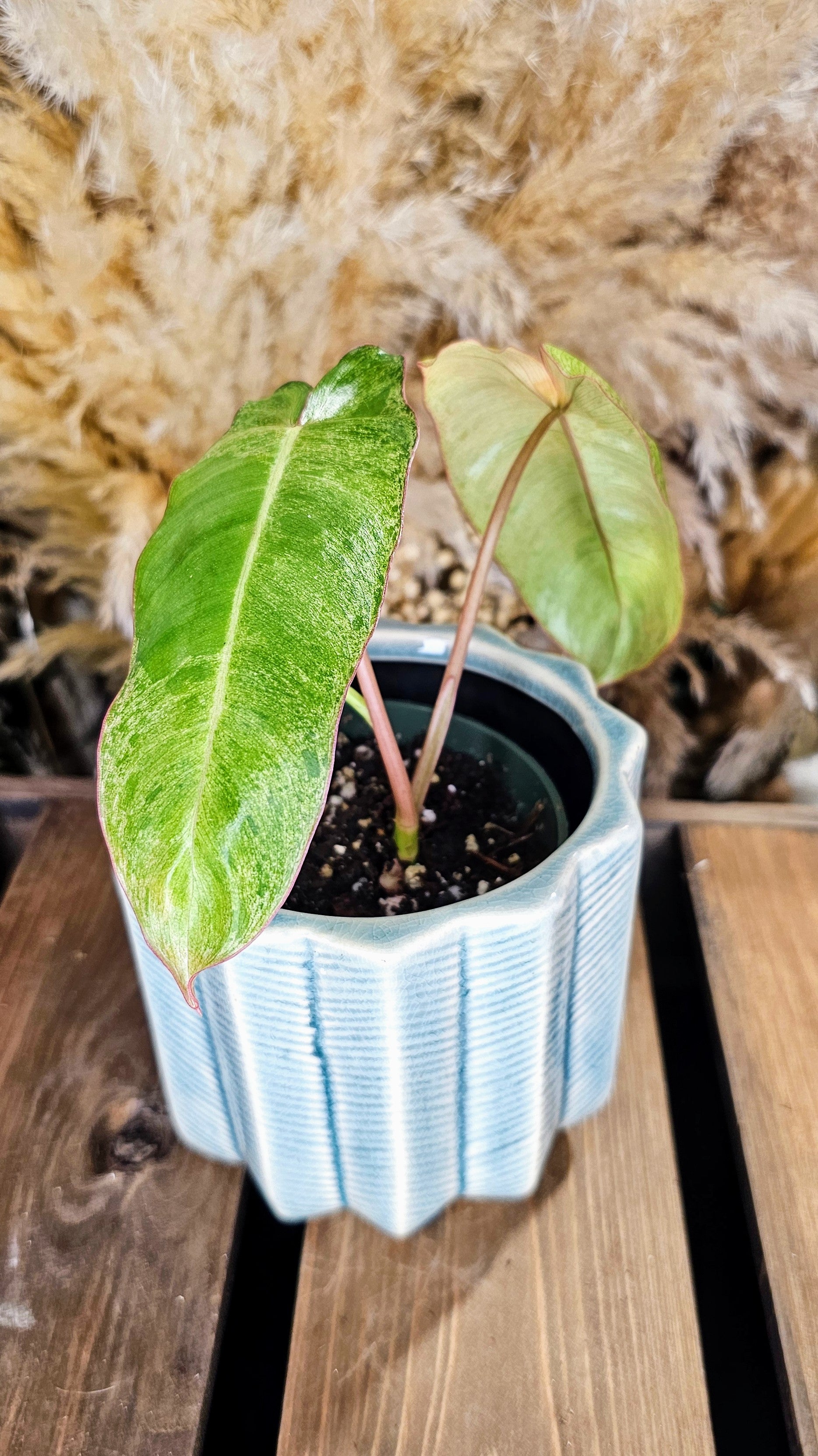 Philodendron Pariso Verde (WOP04)
