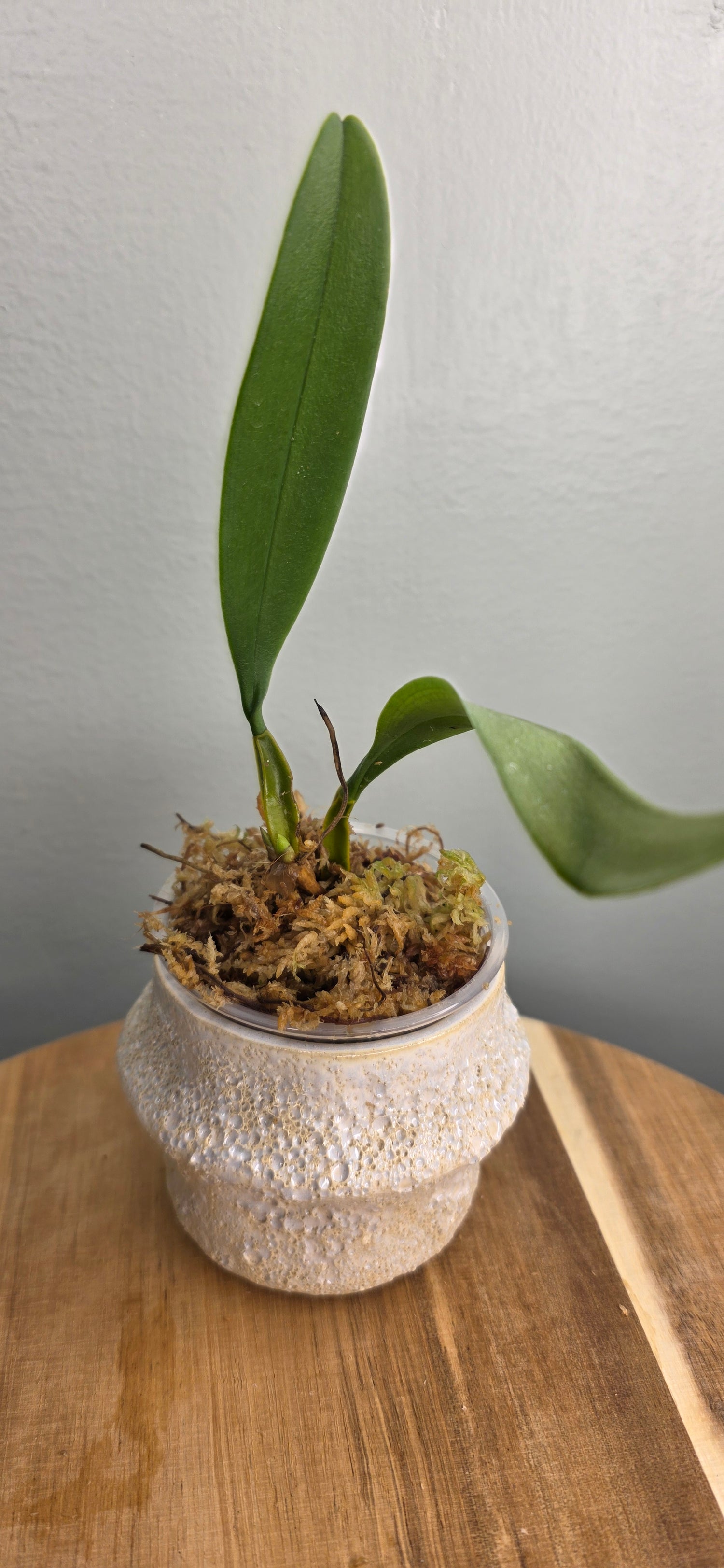 Bulbophyllum rothschildianum