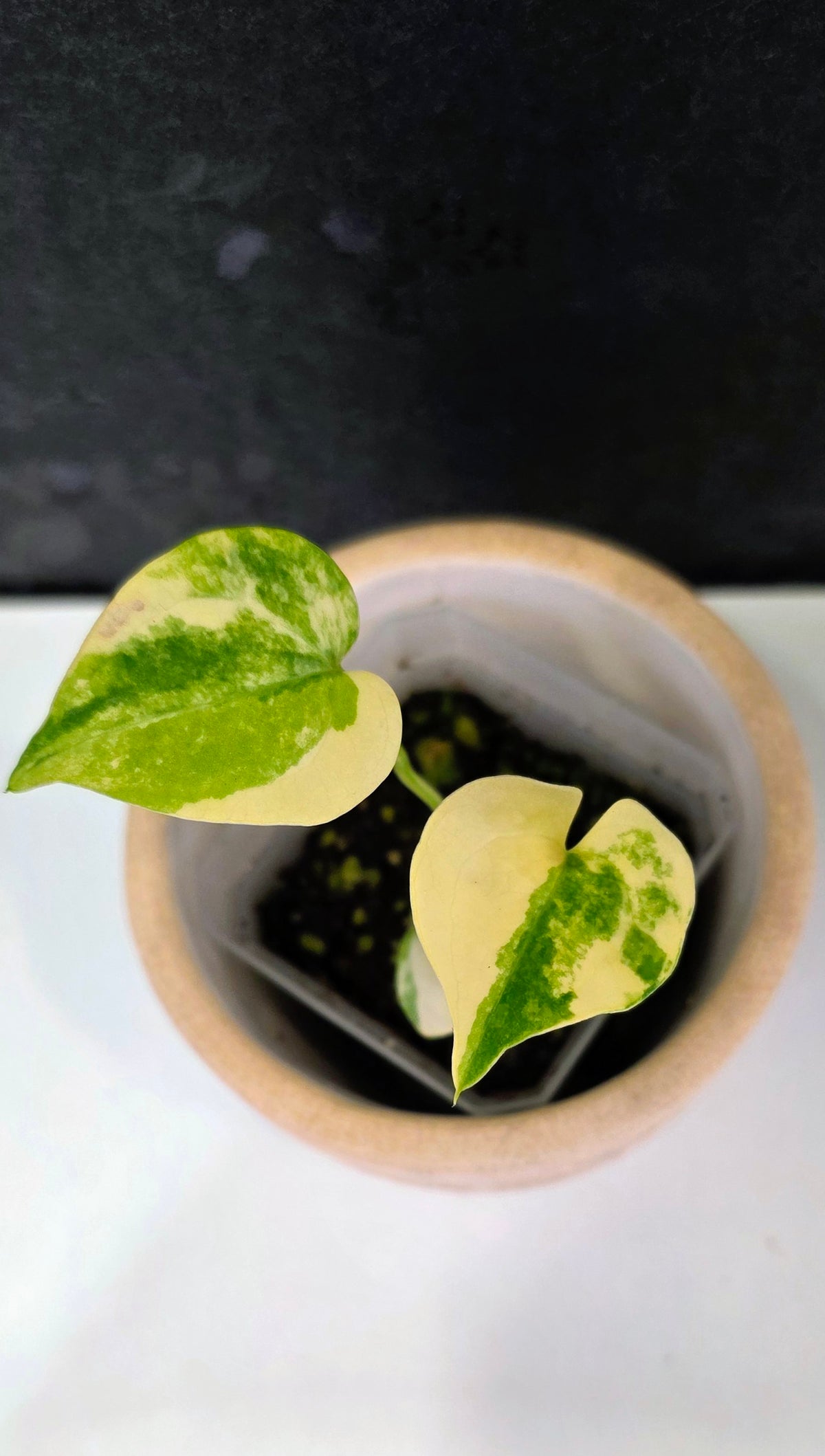 Anthurium Clarinervium Variegated B