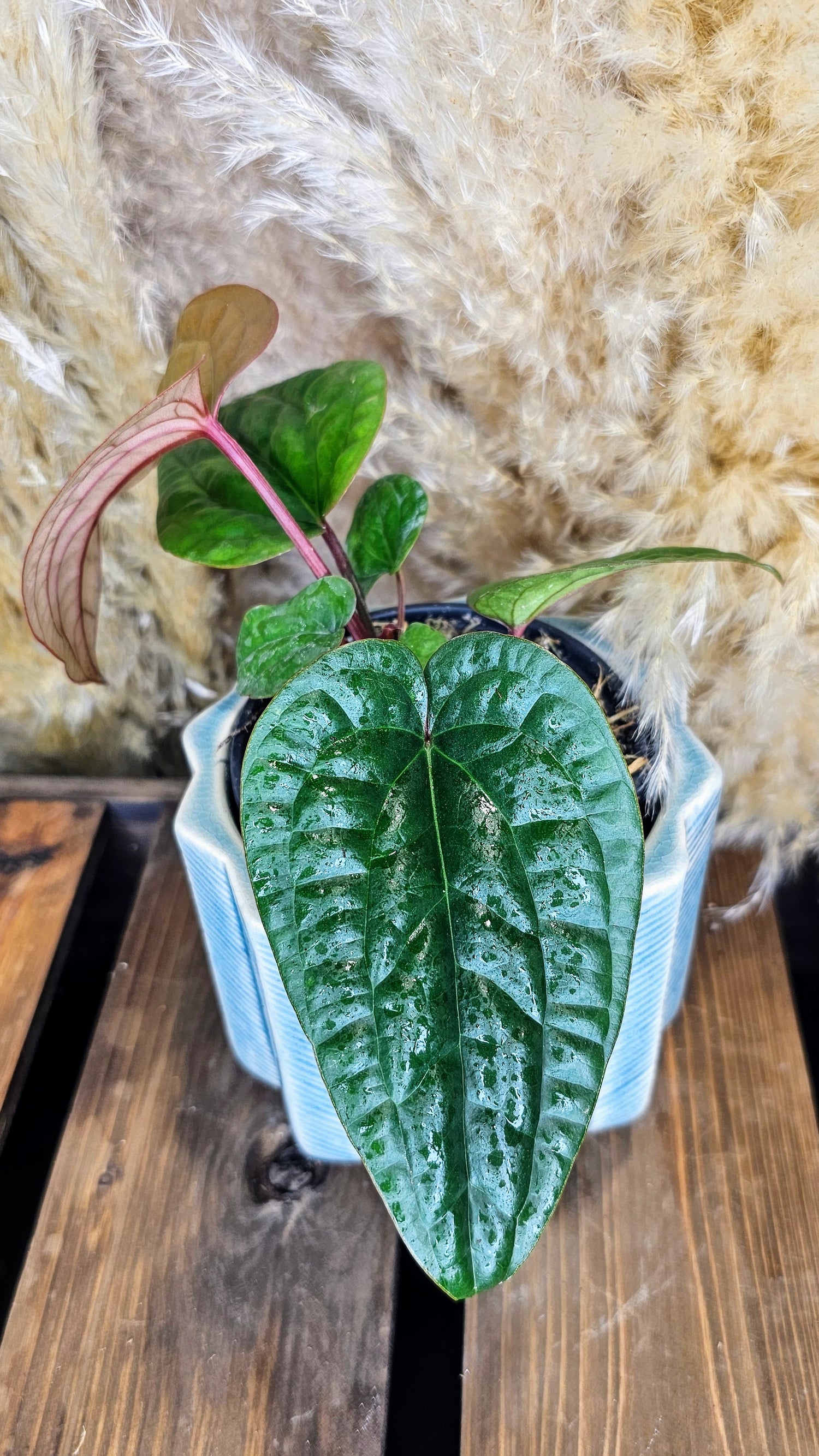 Anthurium Radicans x Luxurians