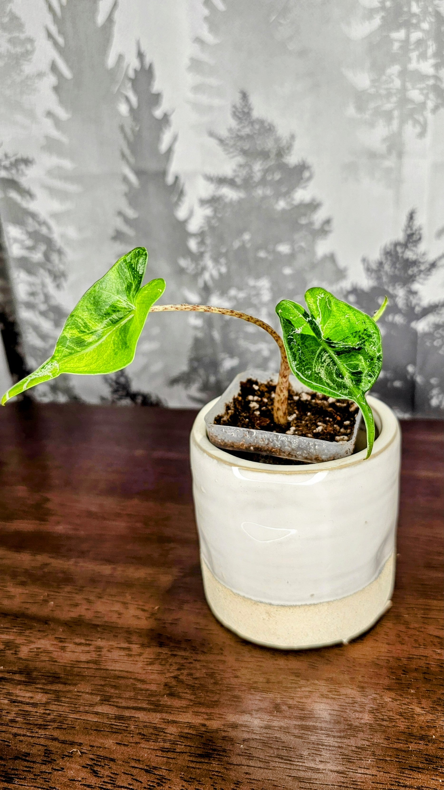 Alocasia Stingray Variegated
