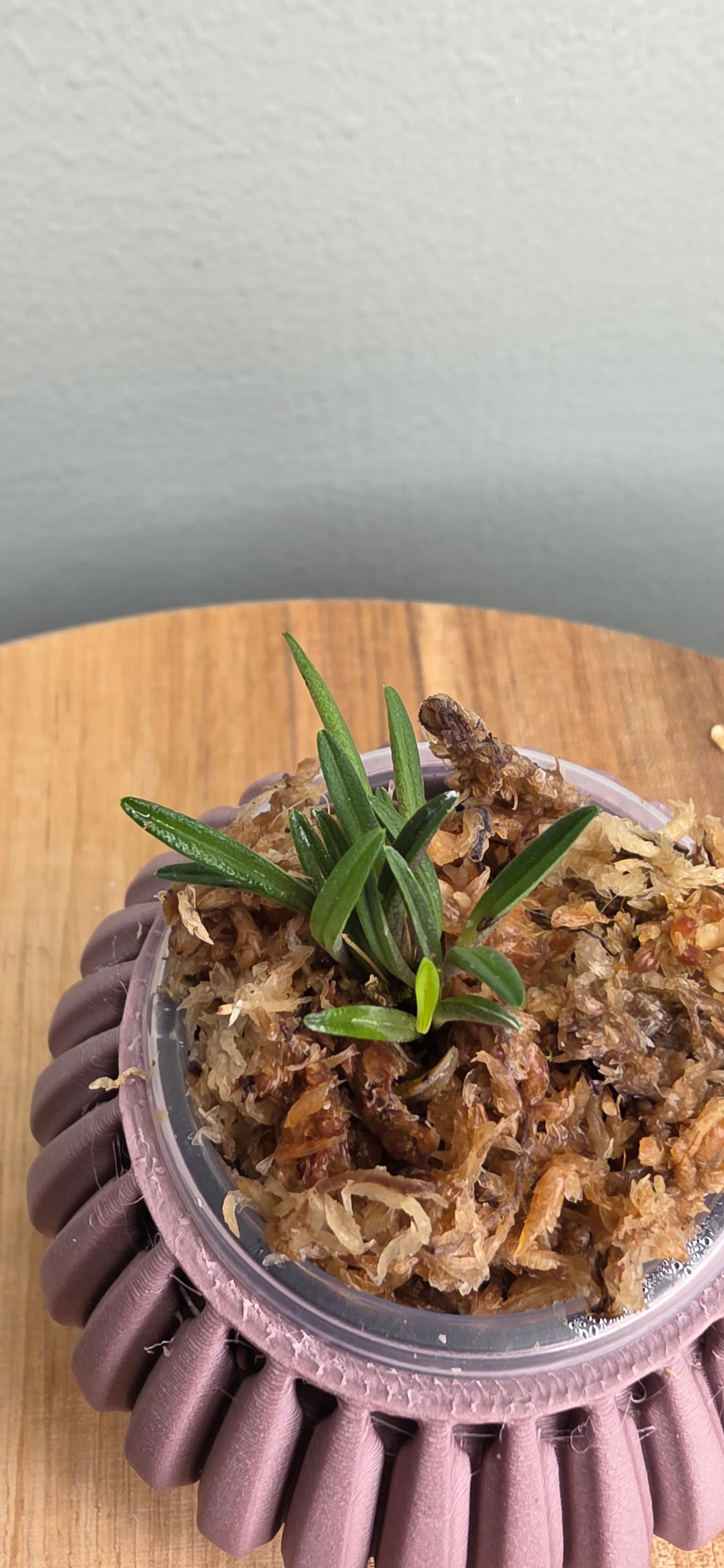 Trisetella nodulifera