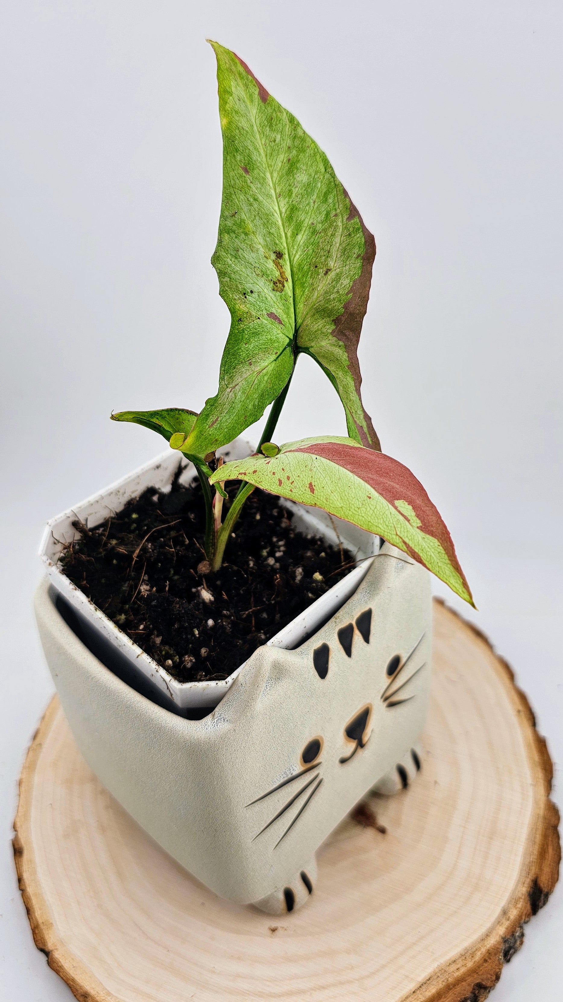 Syngonium orm nagpum pink salmon (D)