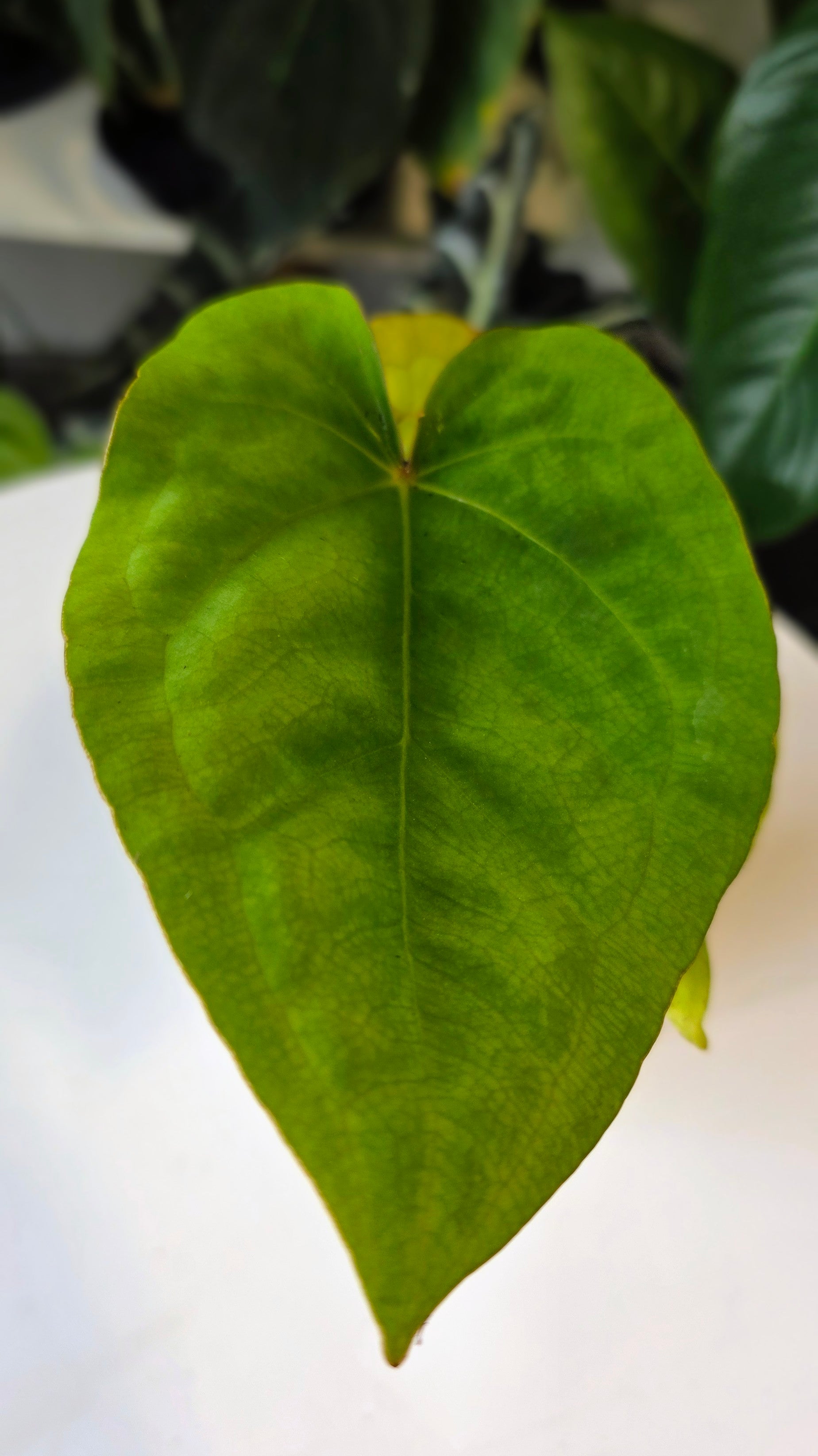 Anthurium Forgetii x Eastern Dressleri (C)