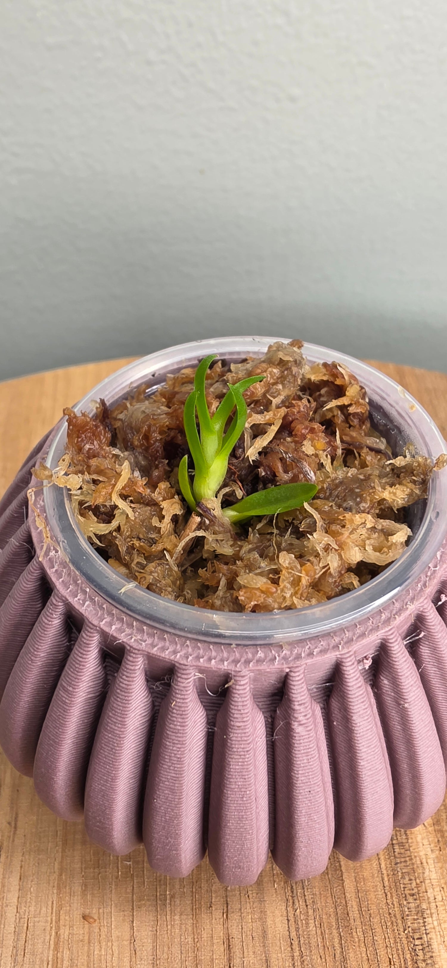 Cattelya dowiana seedling