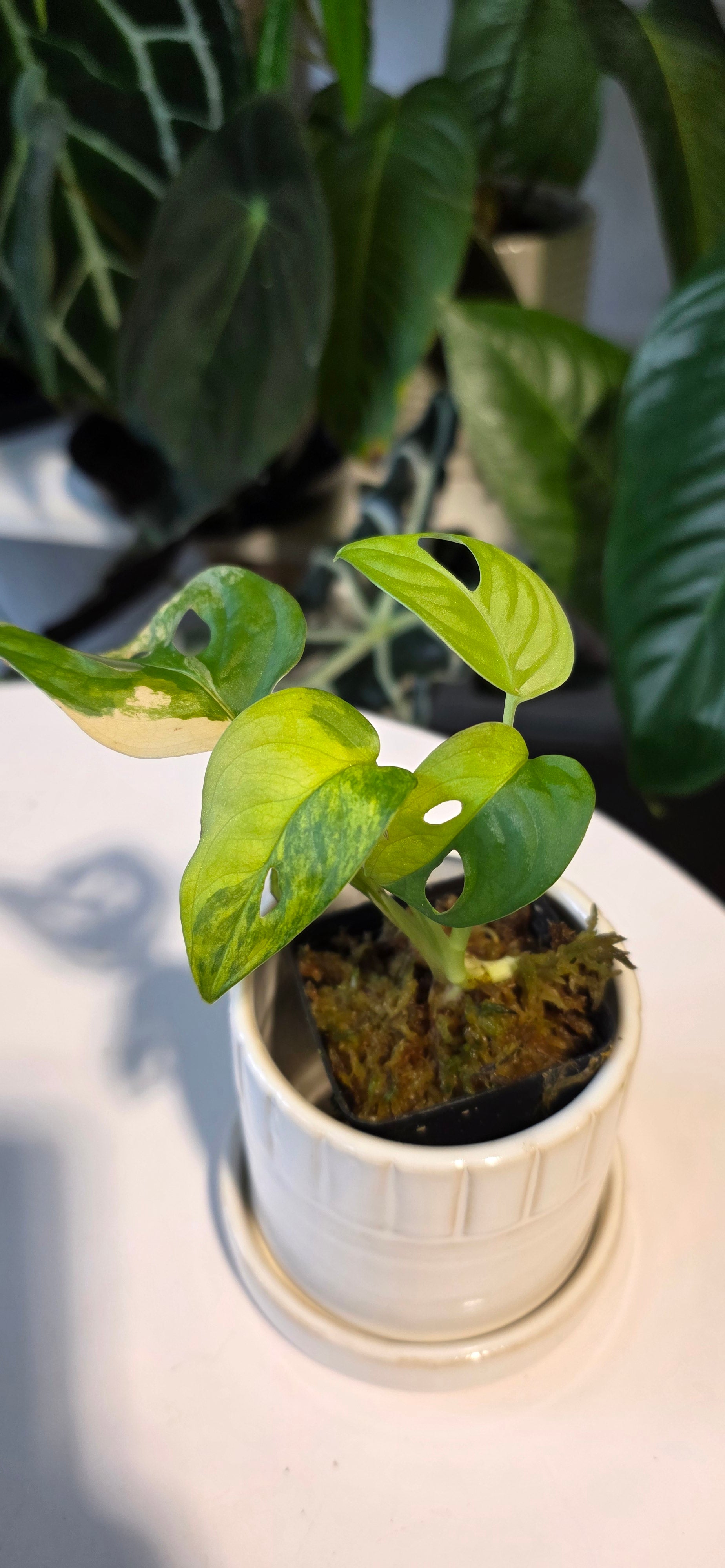 Monstera Adansonii Aurea (A)
