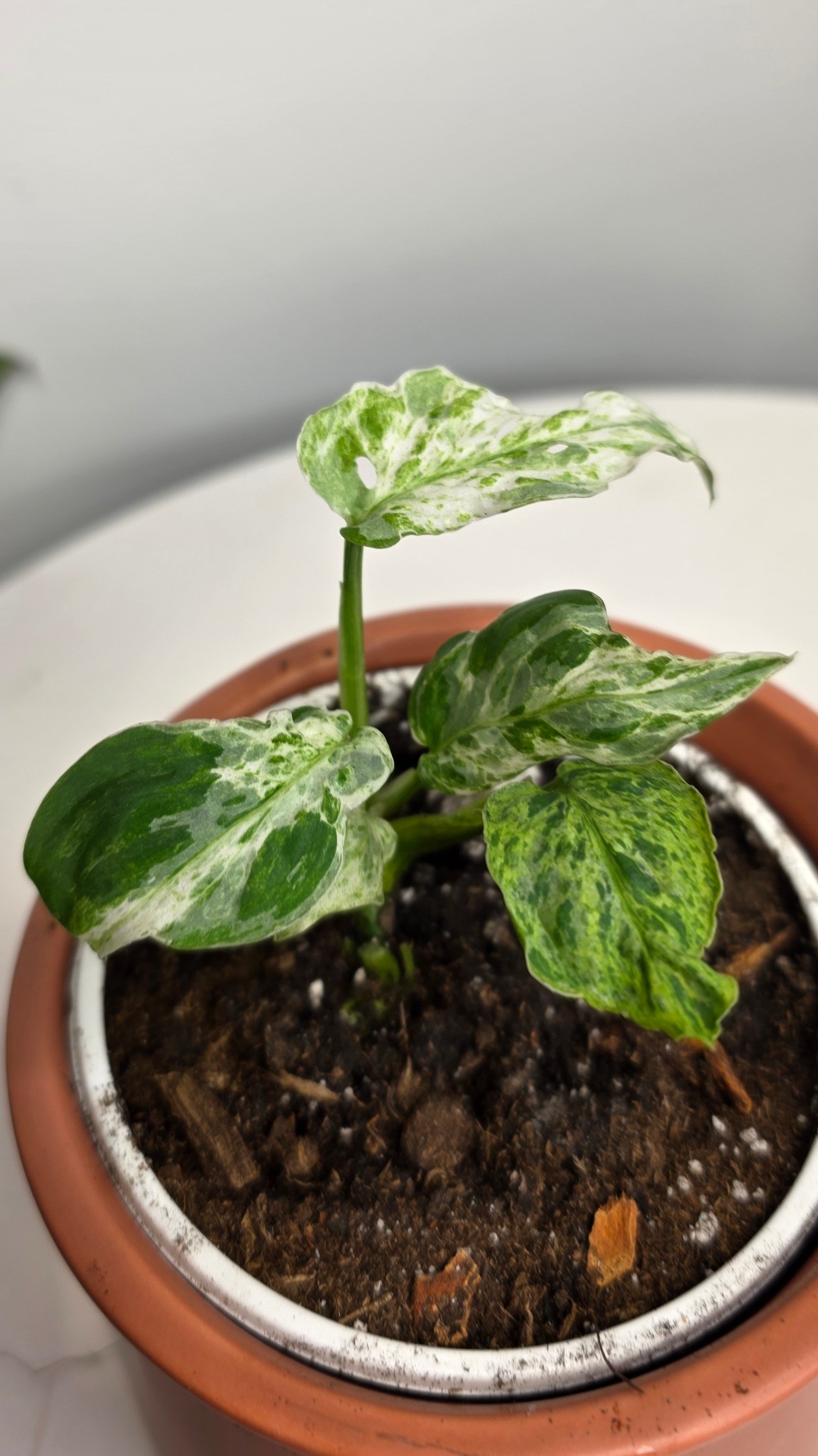Monstera Adansonii Frozen Freckles A