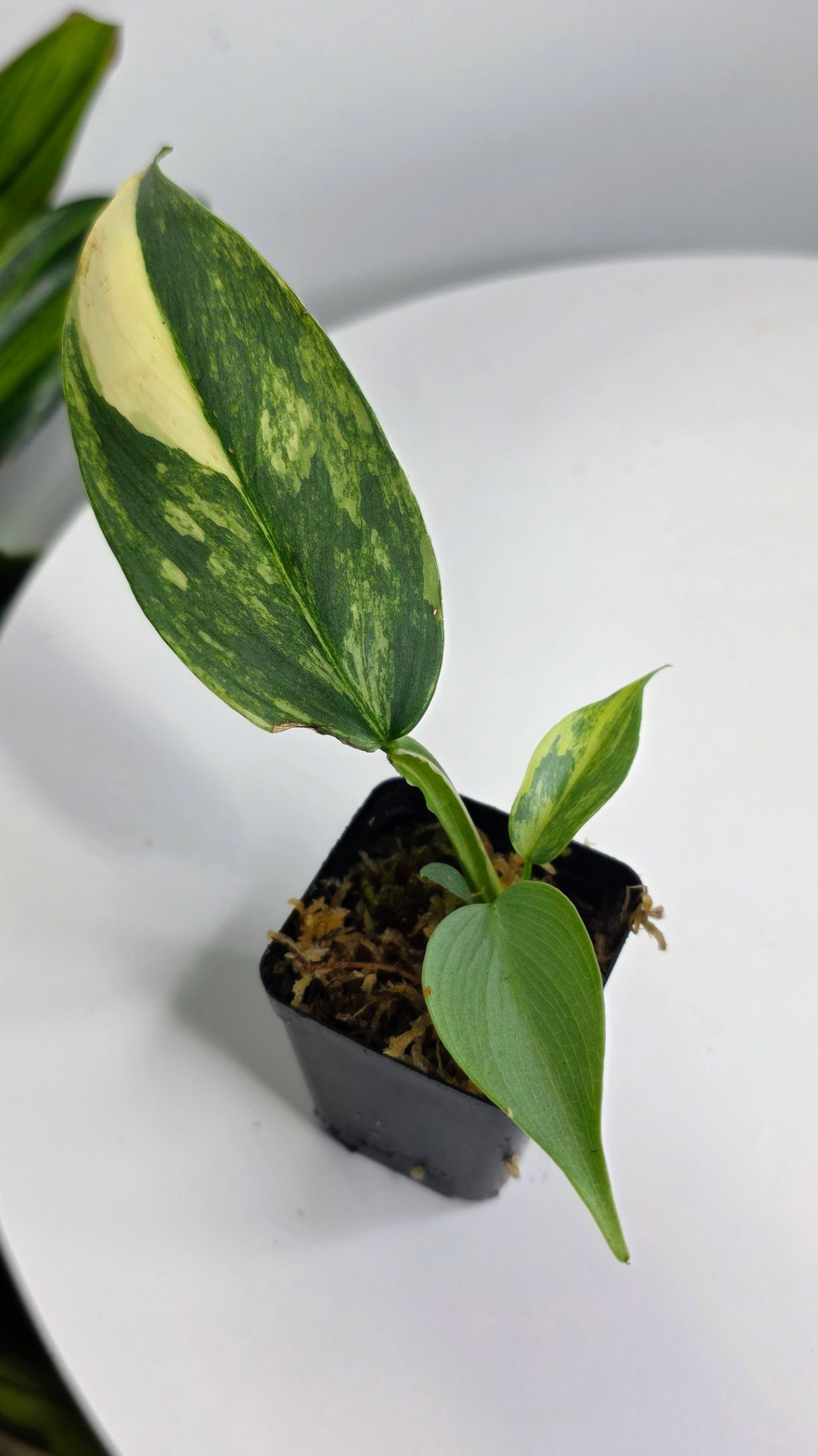 Philodendron Silver Sword Variegated – Wilderly