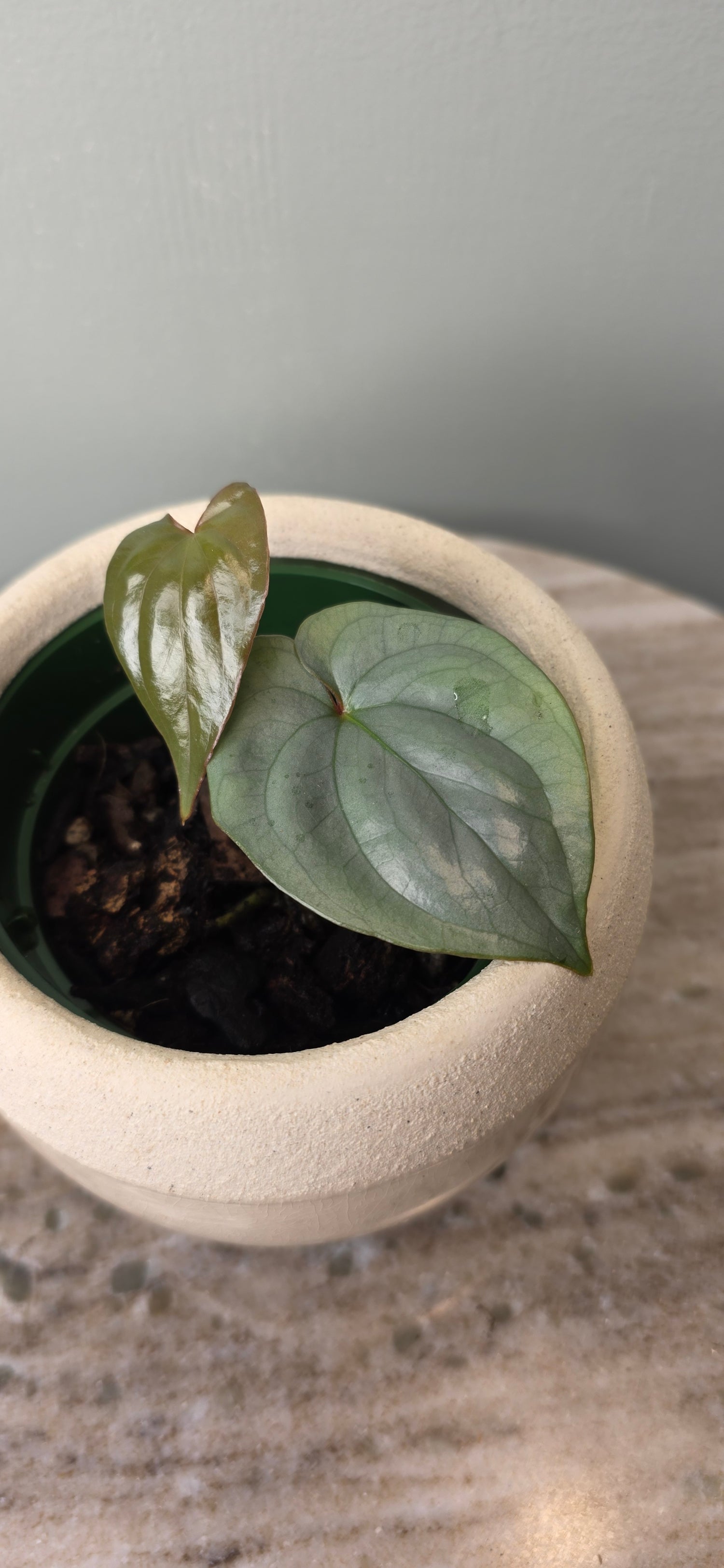 Anthurium sp Silver Peru C