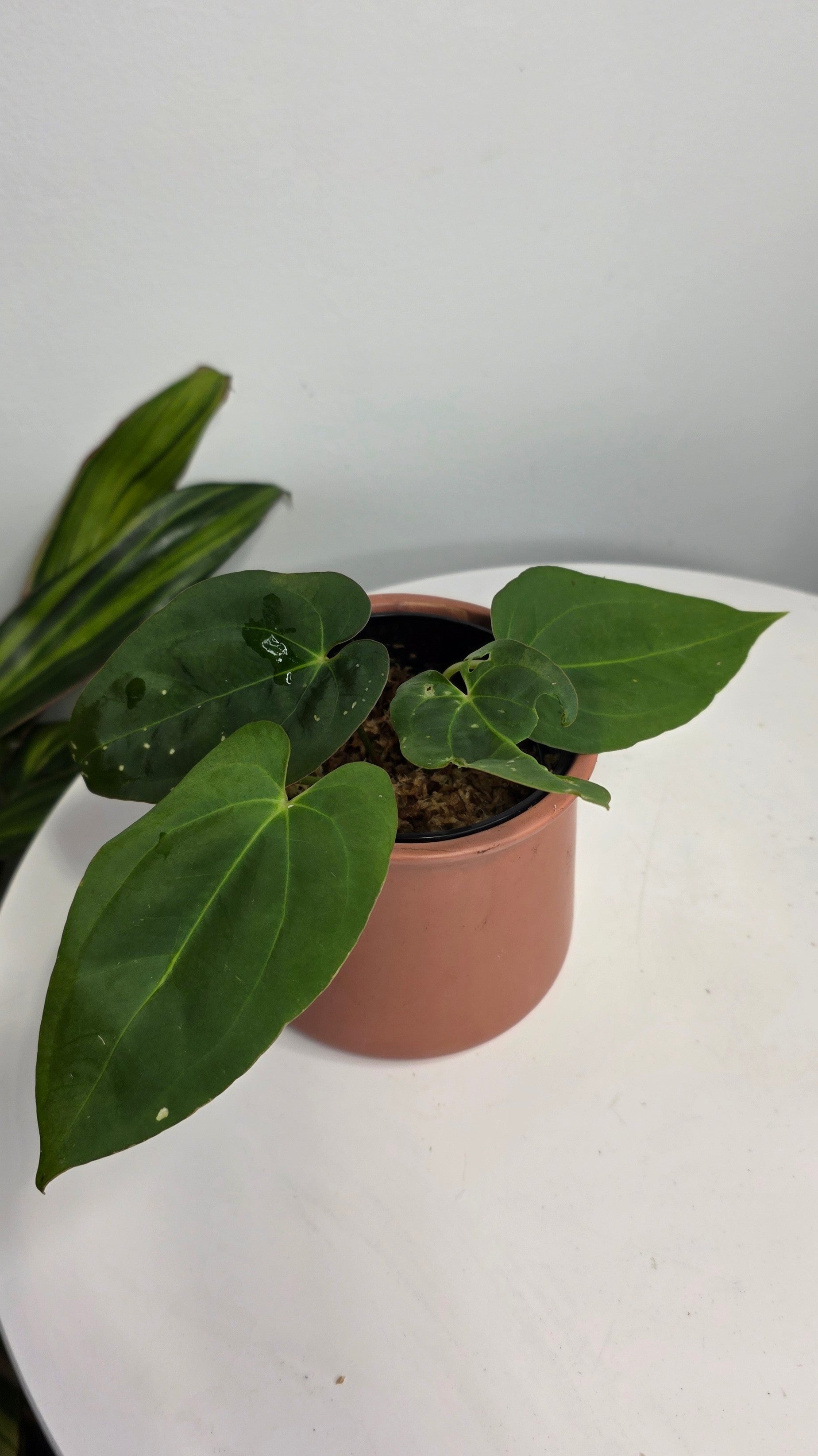 Anthurium Dark Phoenix x Xone B