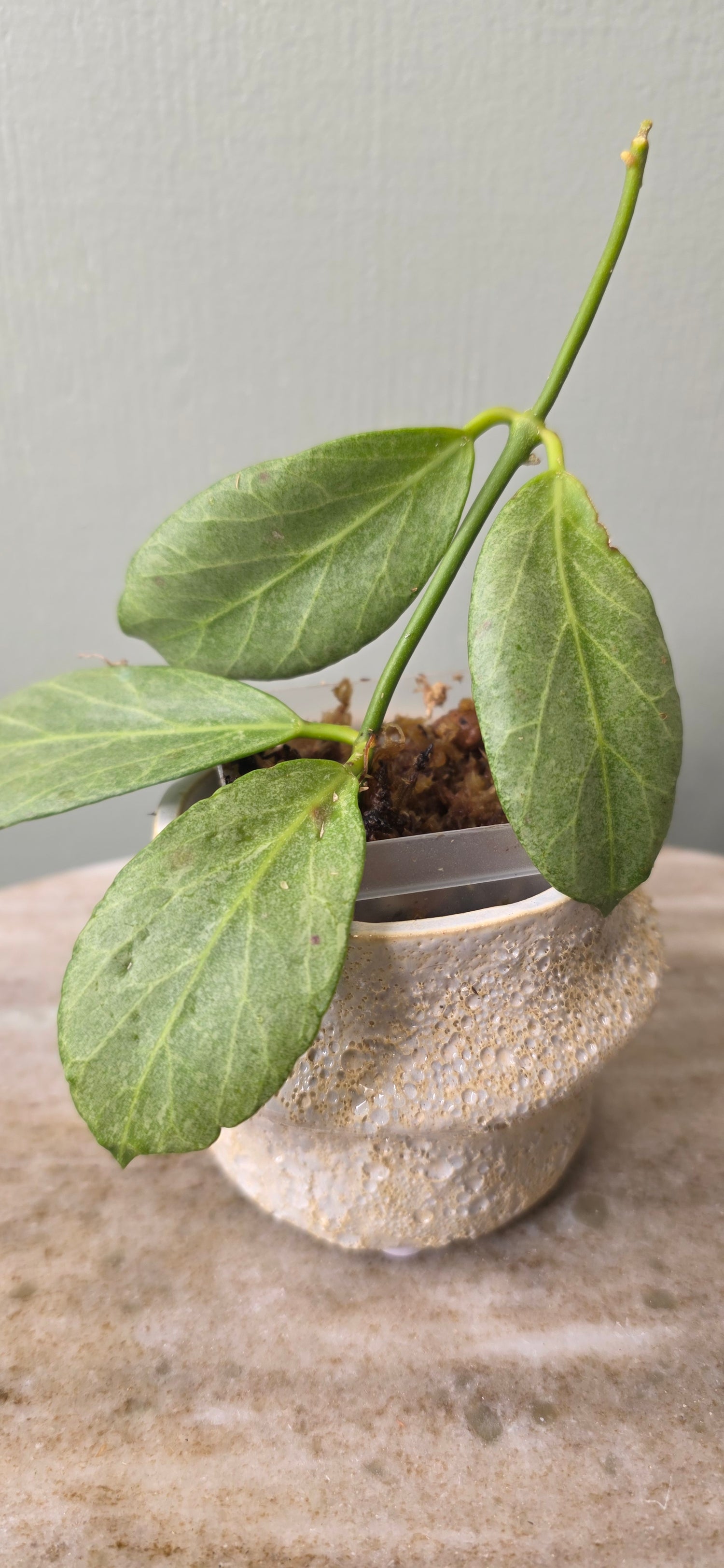 Hoya Obscura Silver B