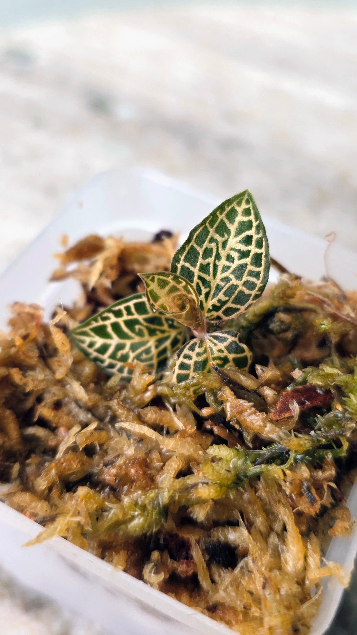 Anoectochilus Emerald Gold Hybrid