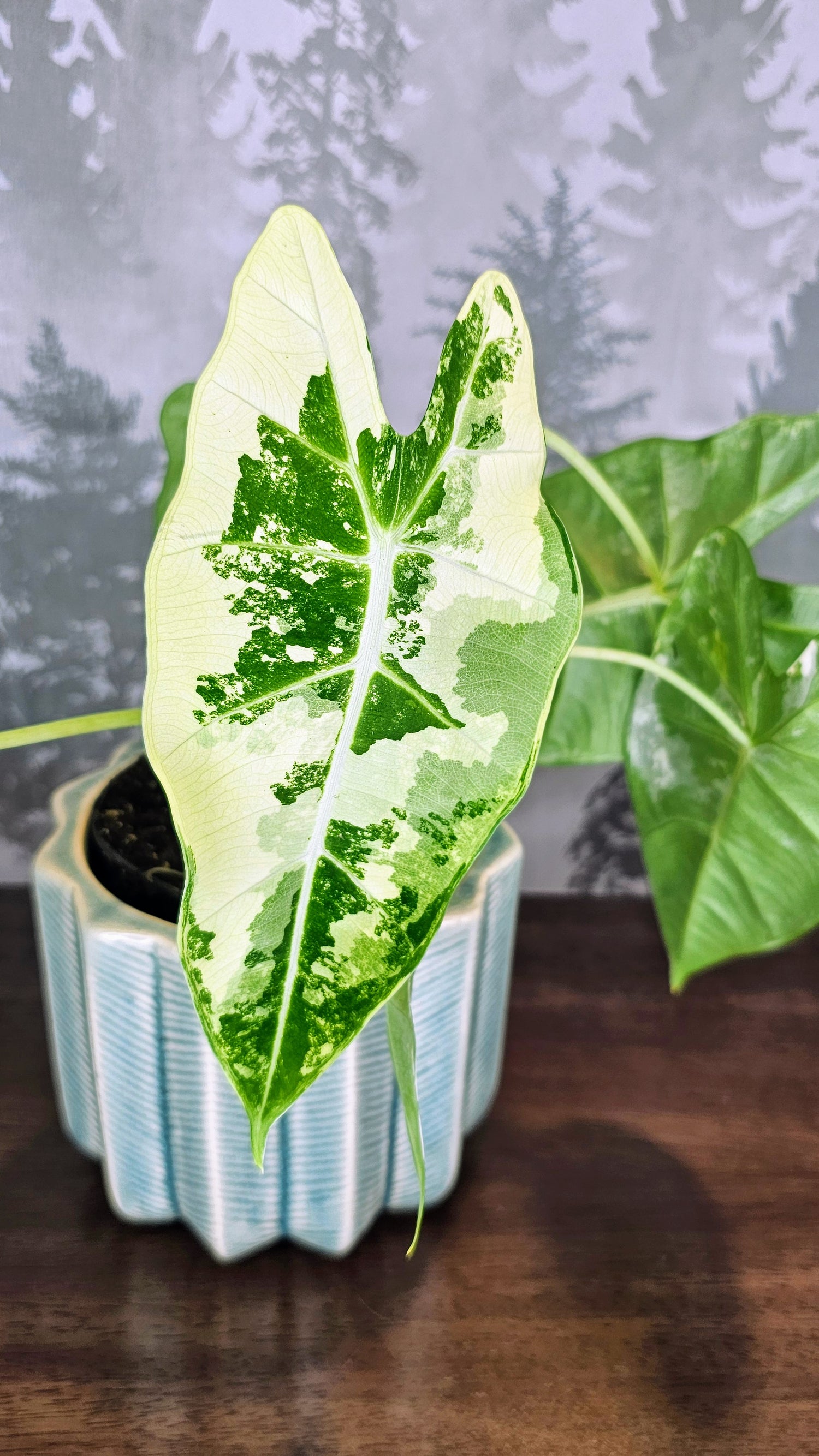 Alocasia Frydek Variegated (Weekly Special)
