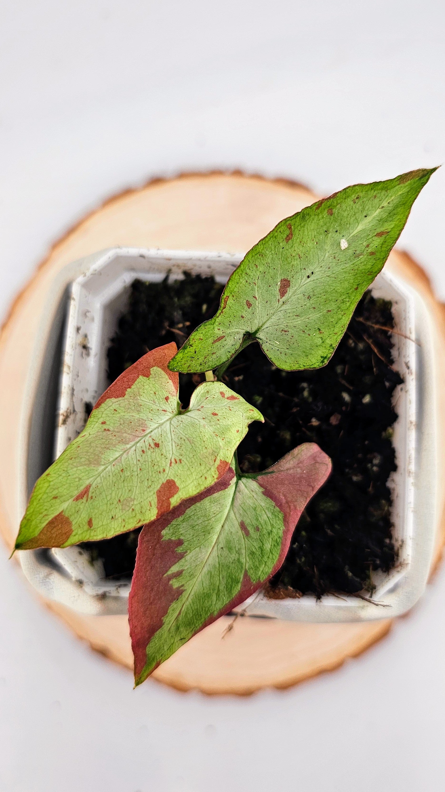 Syngonium orm nagpum pink salmon (B)