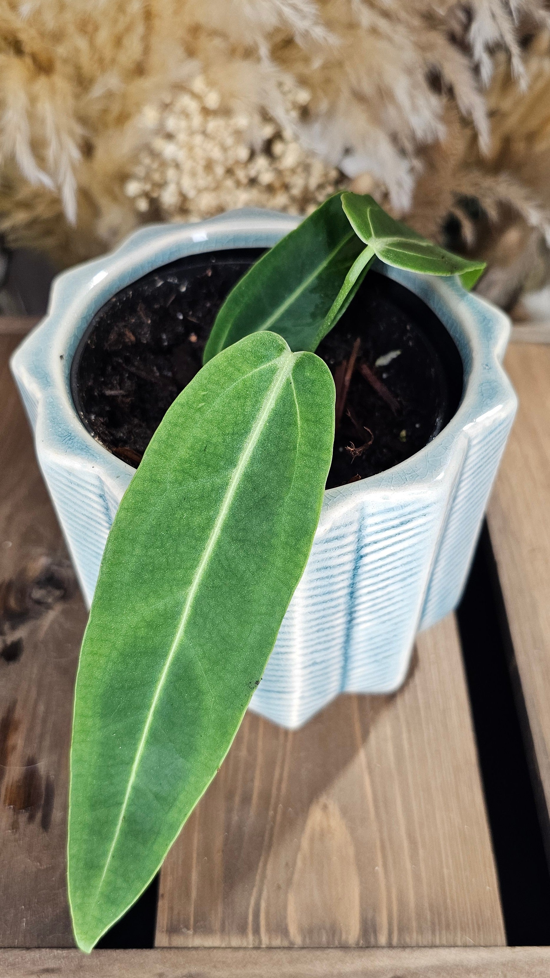Anthurium Warocqueanum (WAW01)