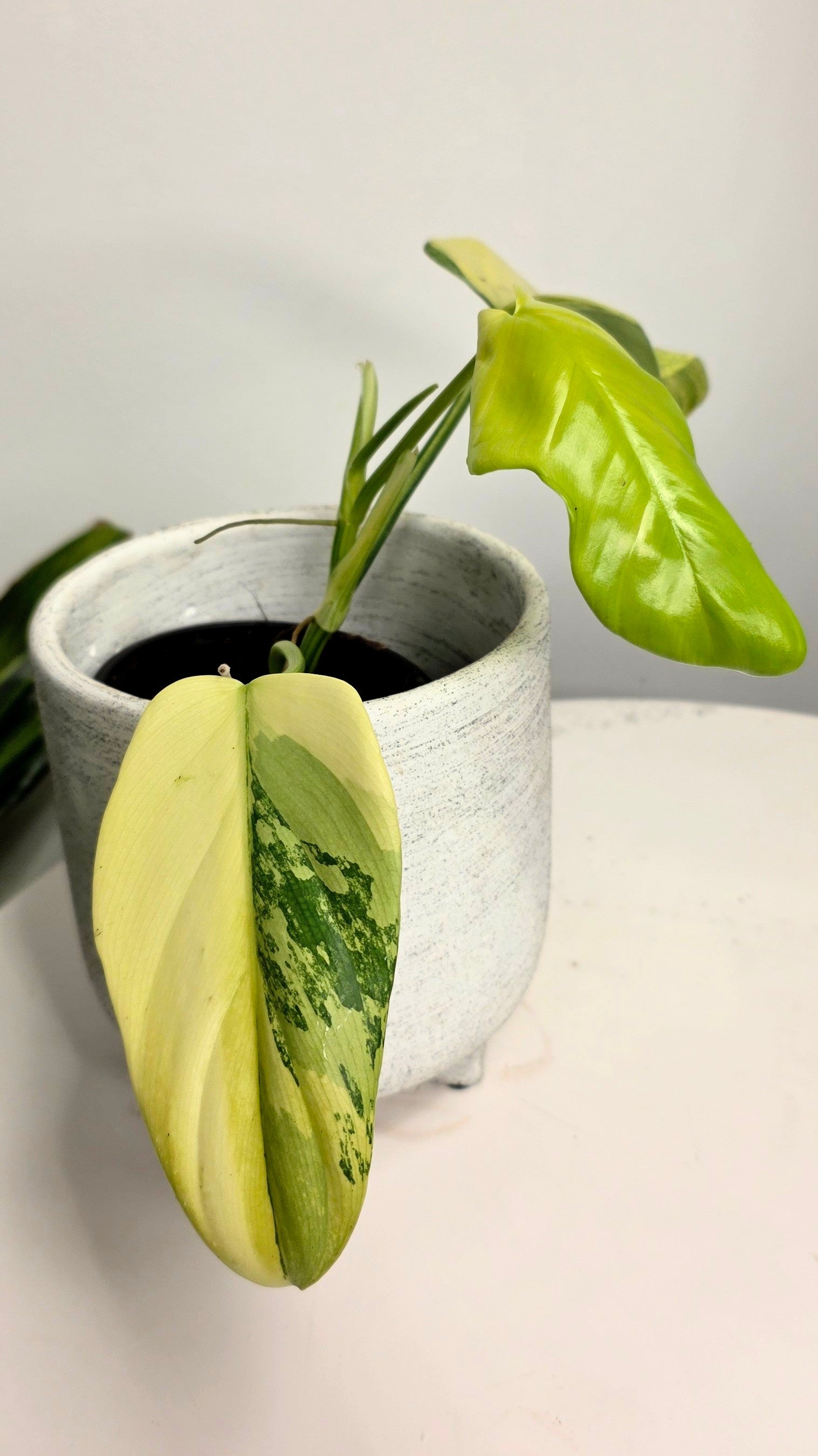 Philodendron bipennifolium Violin Variegated B