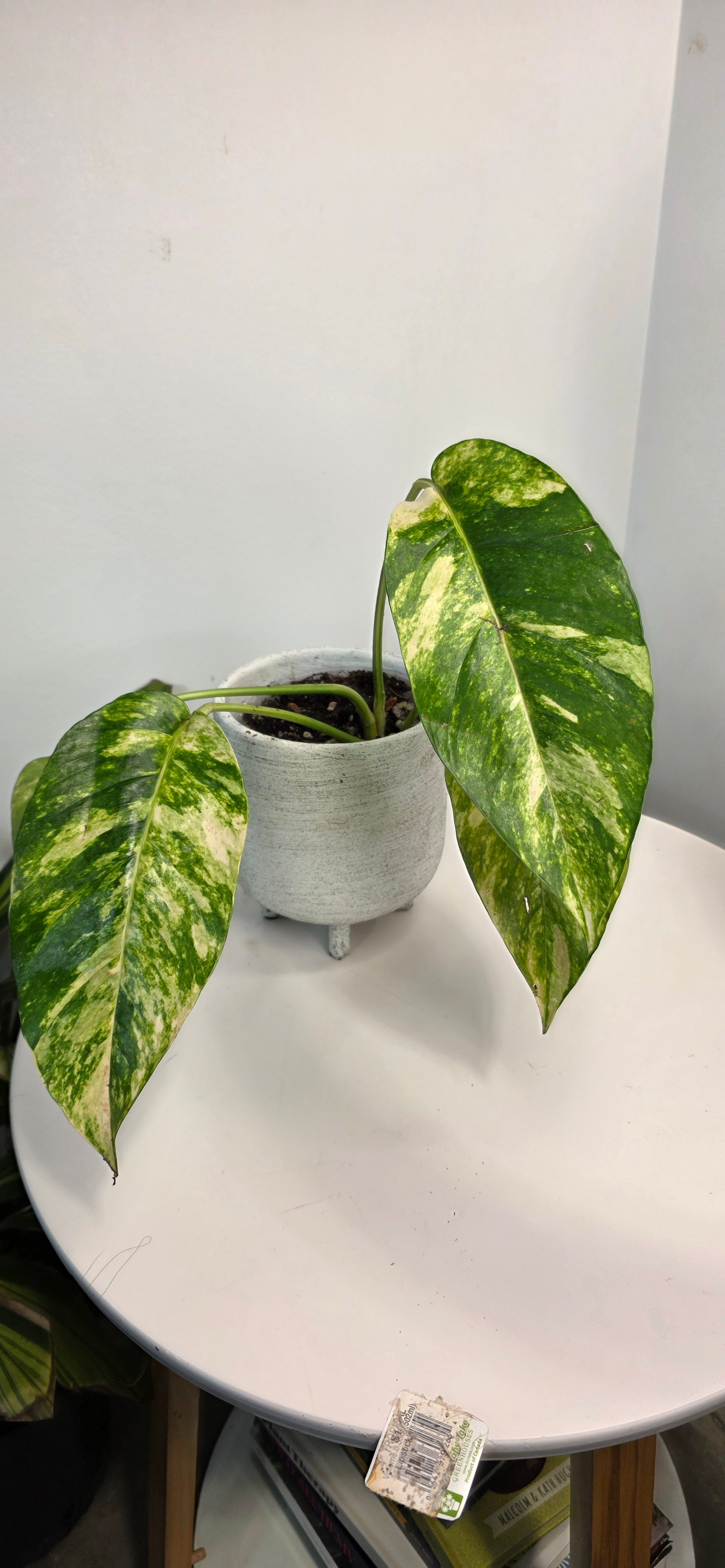 Epipremnum Pinnatum Sunburst A